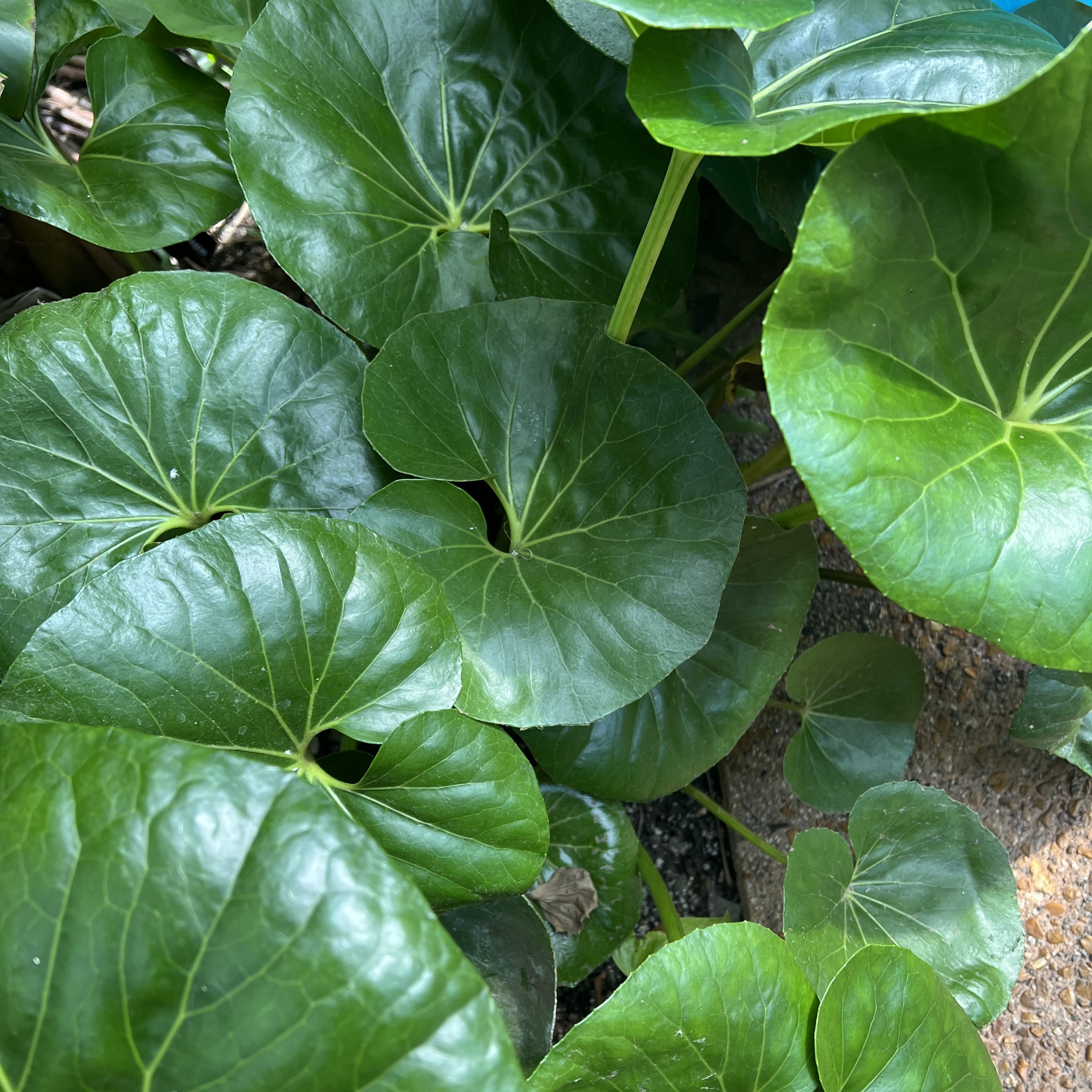 large, round leaves on upright stems