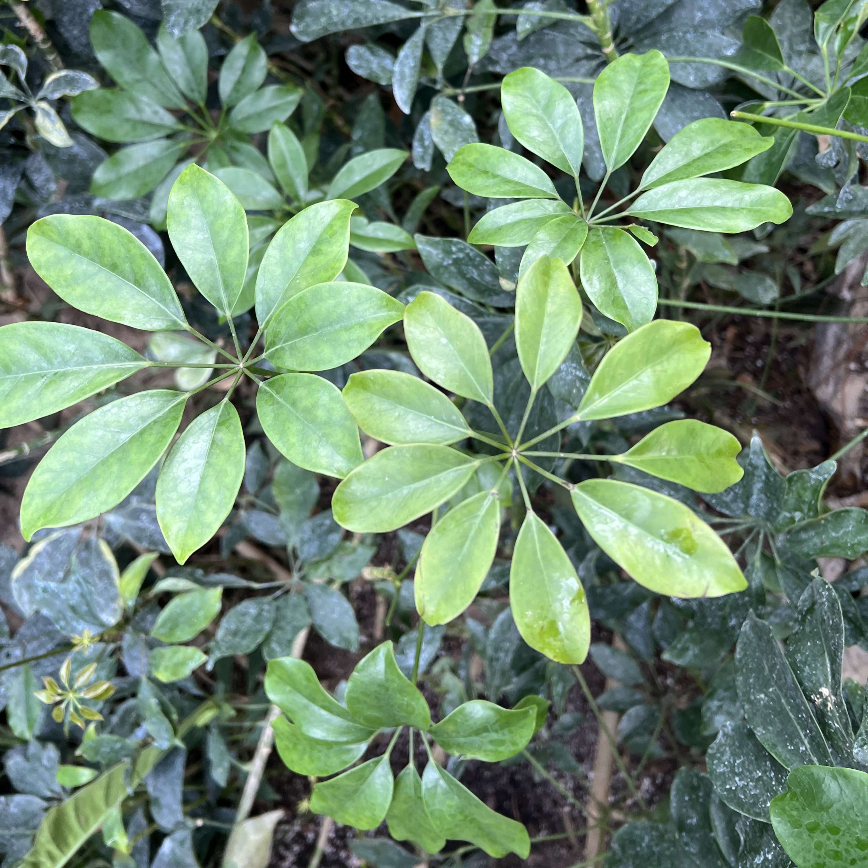 dainty palmate leaves