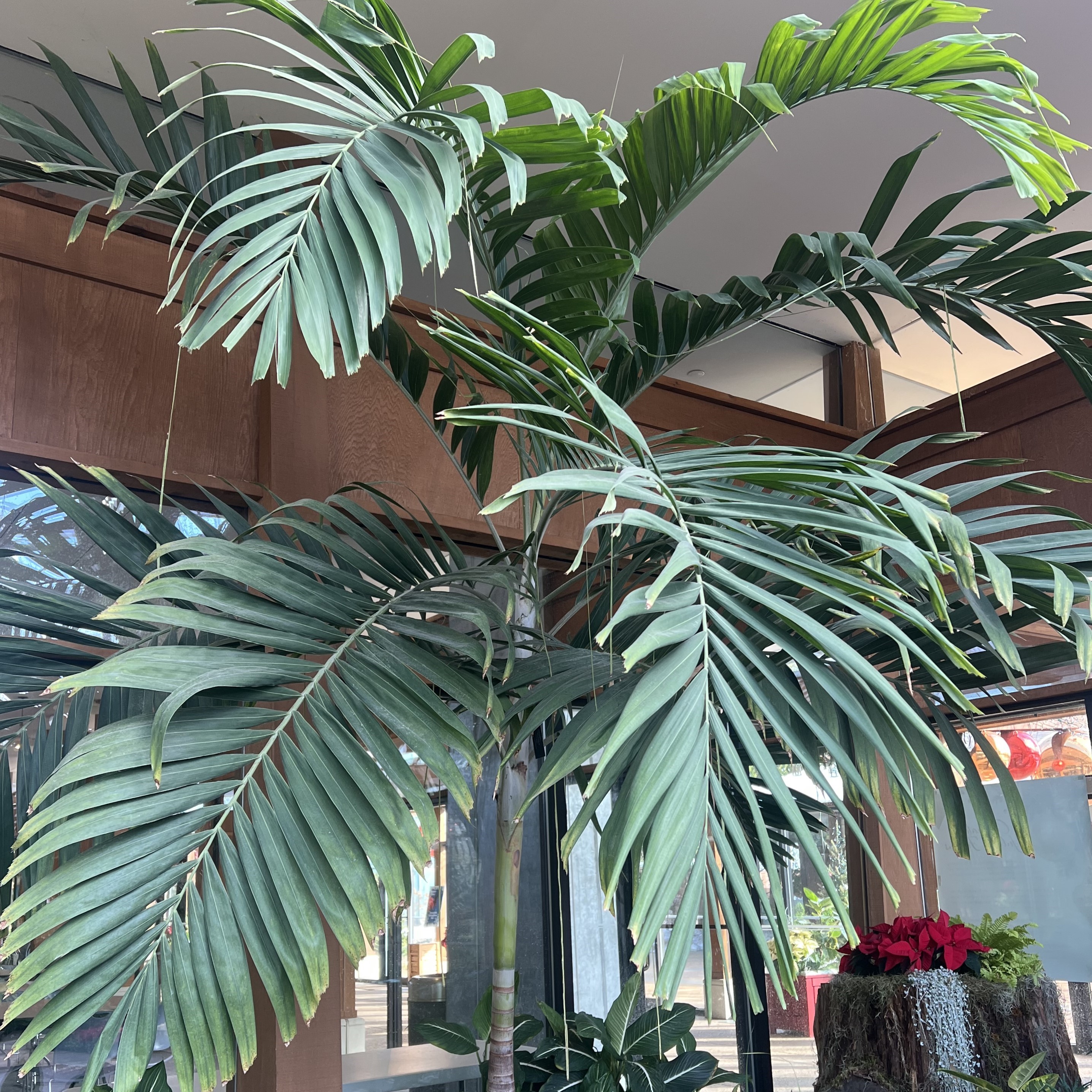 a tall palm with a think trunk and large leaves