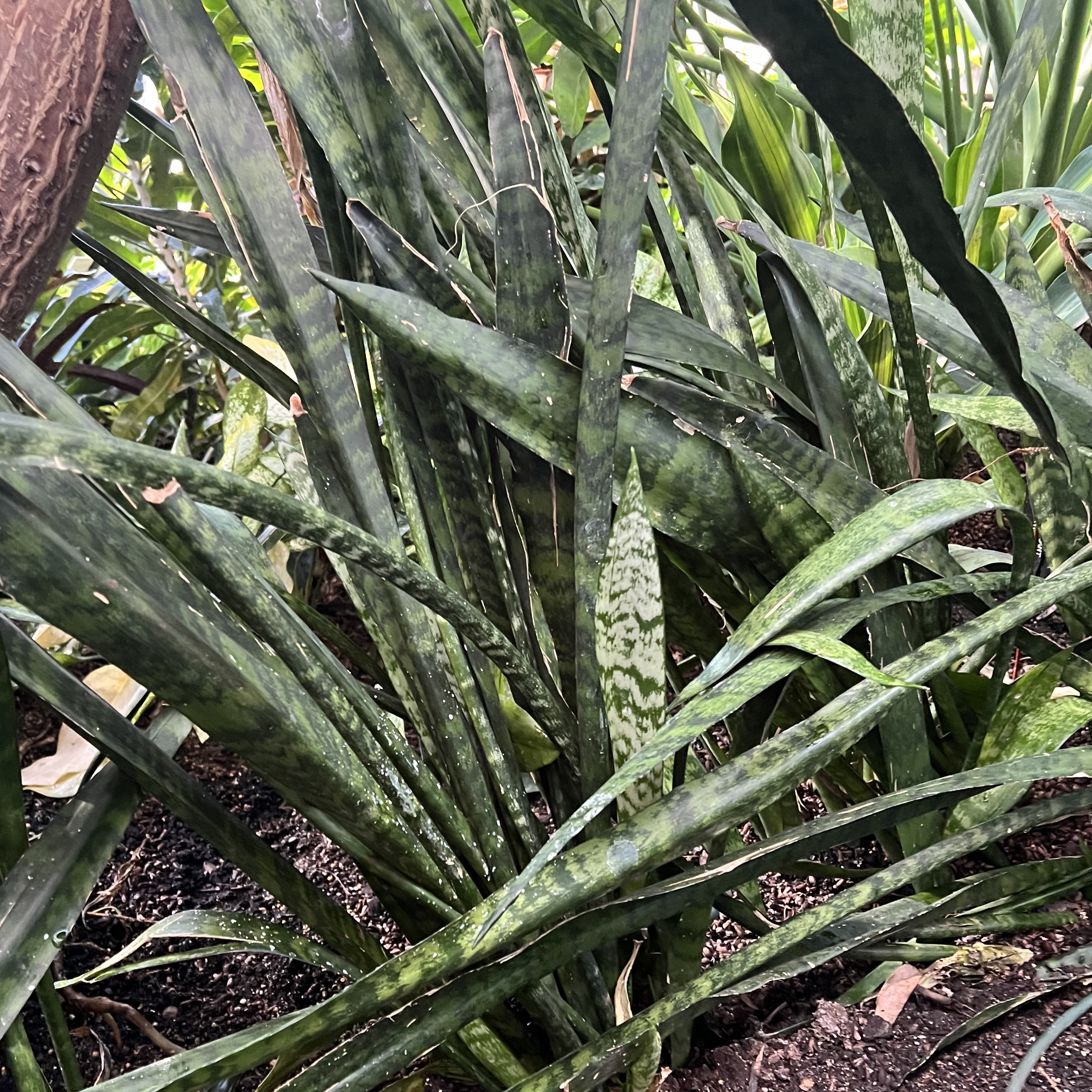 upright green variegated foliage