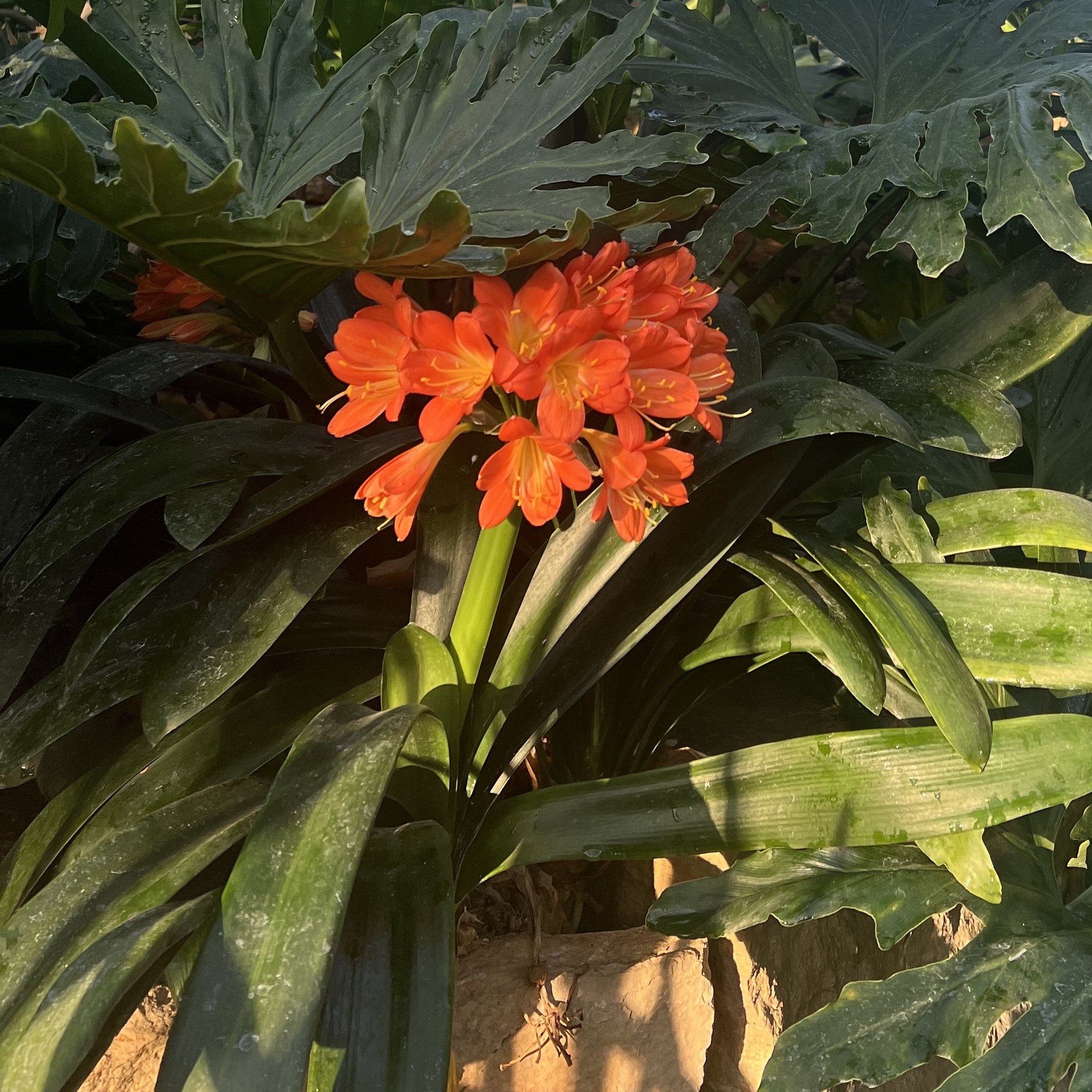 bright orange blooms