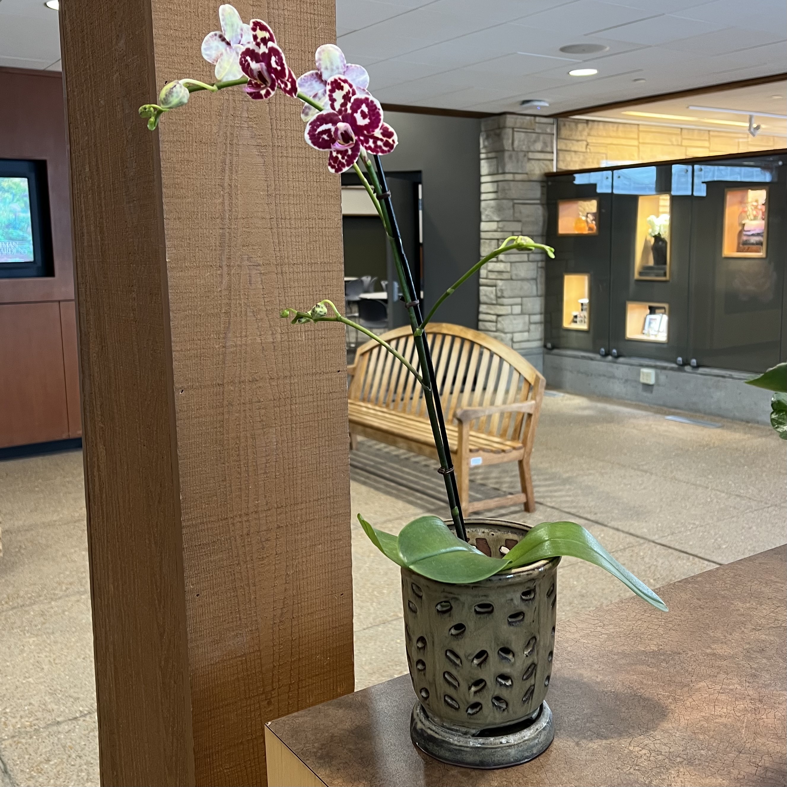 ornate purple and white orchid blooms