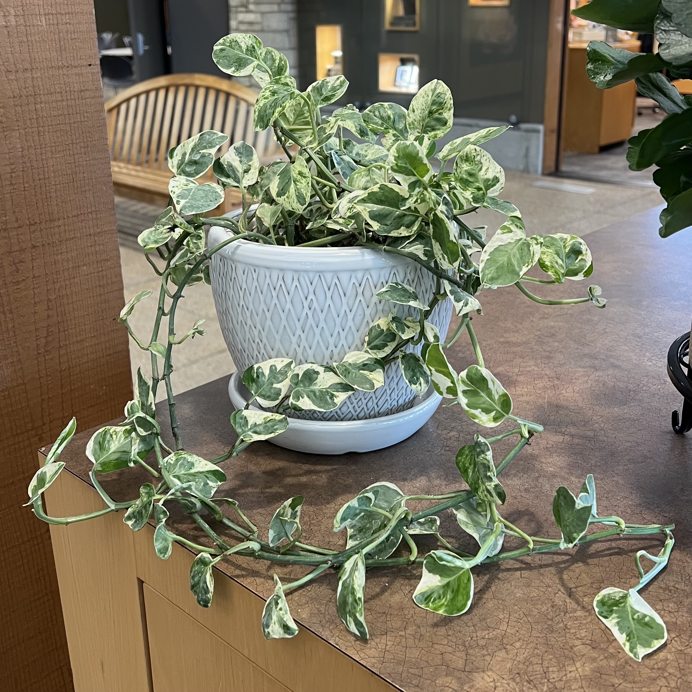 green and yellow variegated foliage with long vines