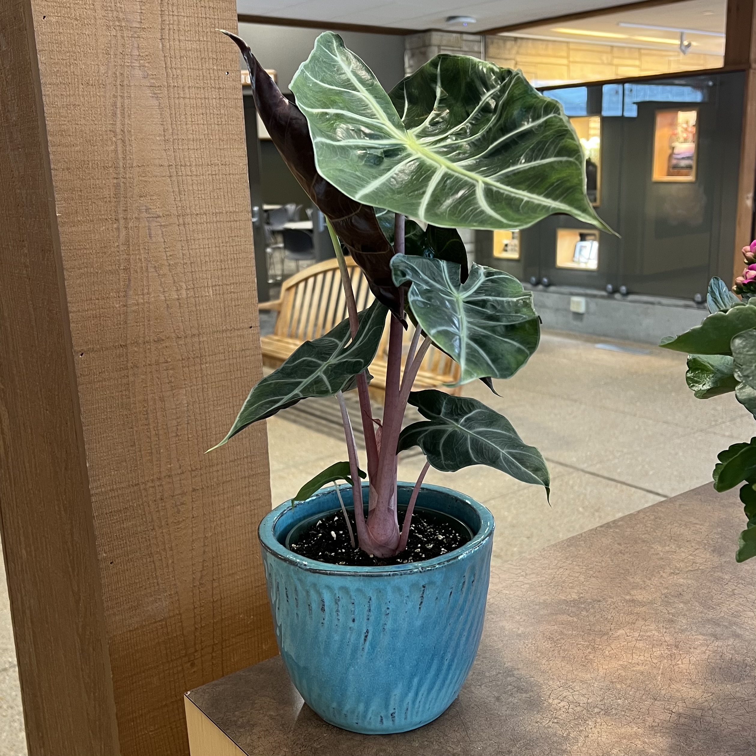 ornate green foliage with dark undersides and pink stems