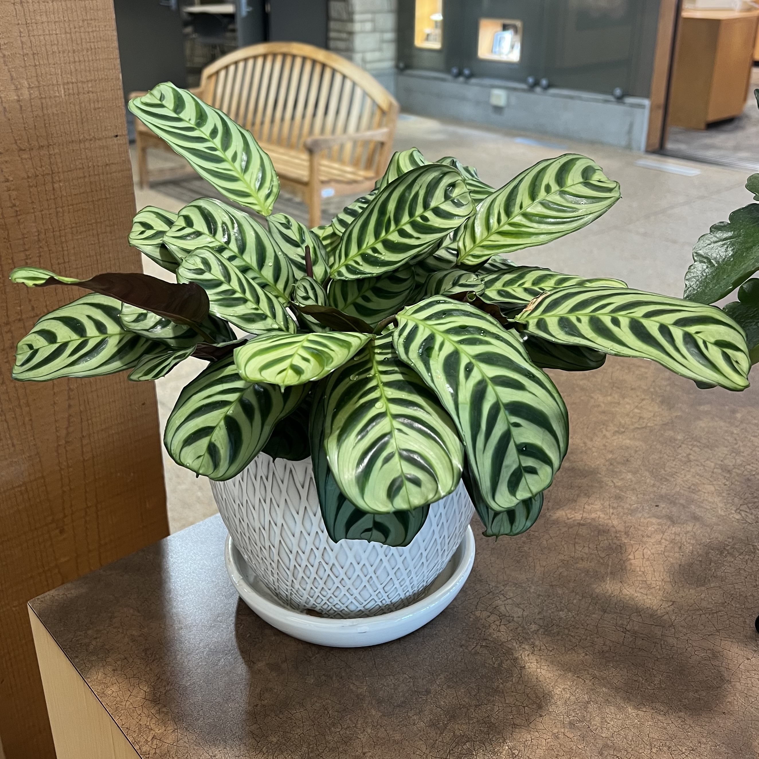 striped green foliage with purple undersides