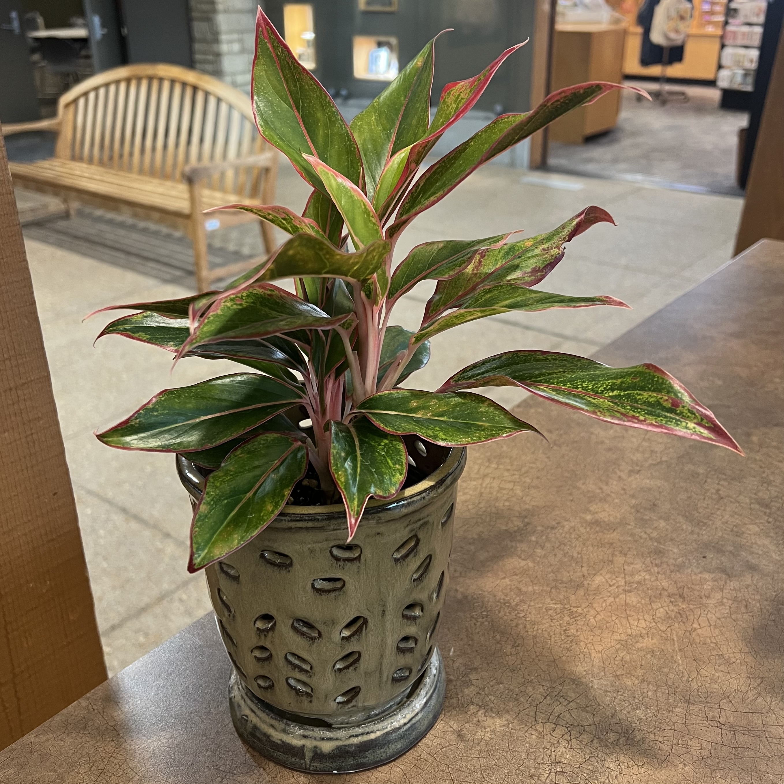 Aglaonema 'Siam Aurora'
