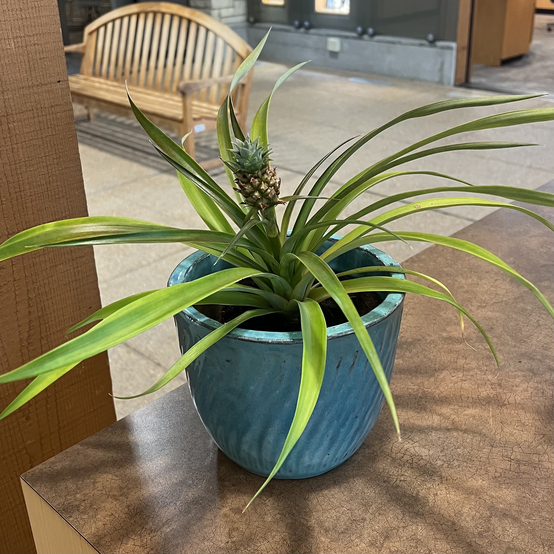 long strands of foliage with a tiny pineapple growing in the middle