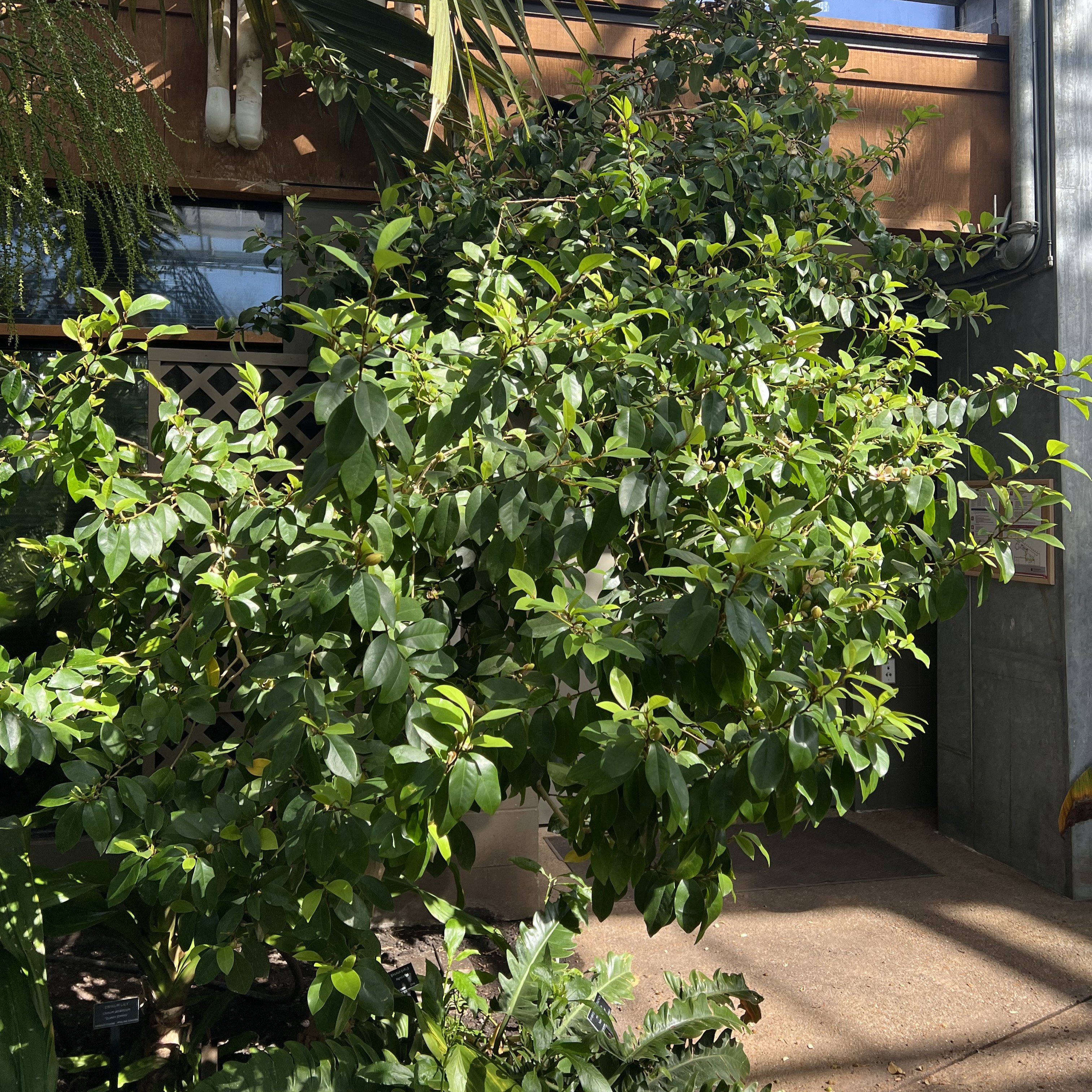 a small tree with small, white, fragrant blooms