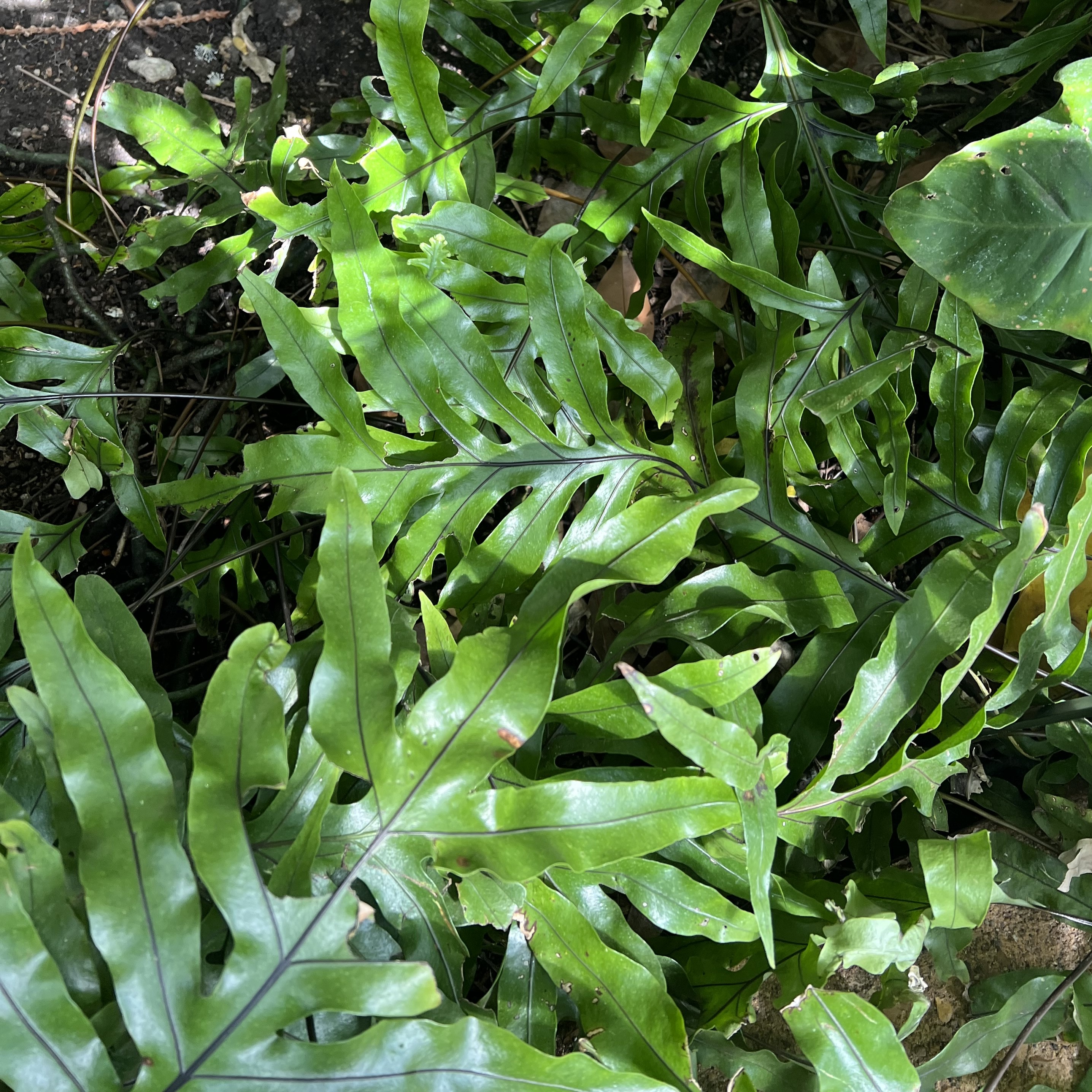 deeply lobed foliage with black veins