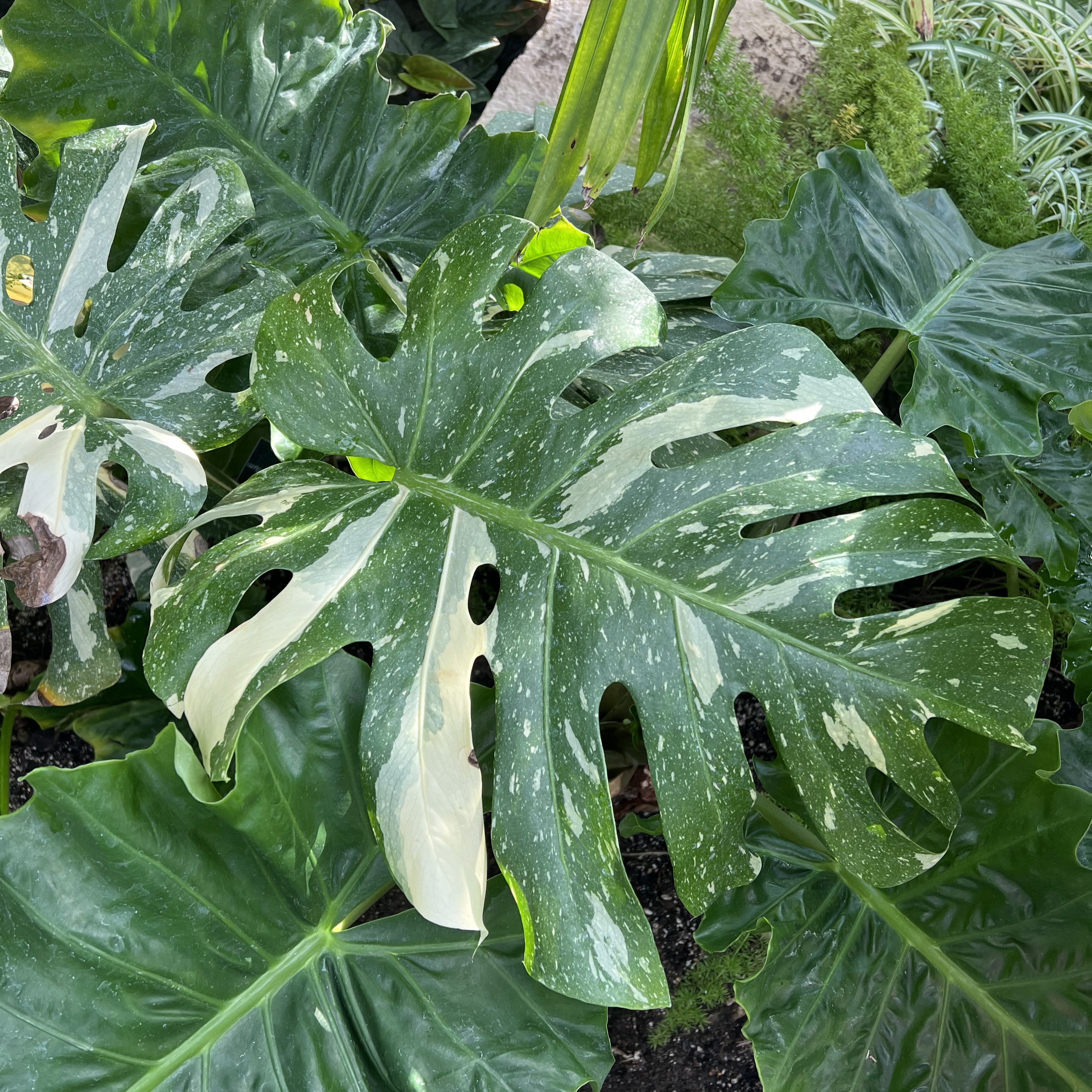 large monstera leaves with yellow variegation