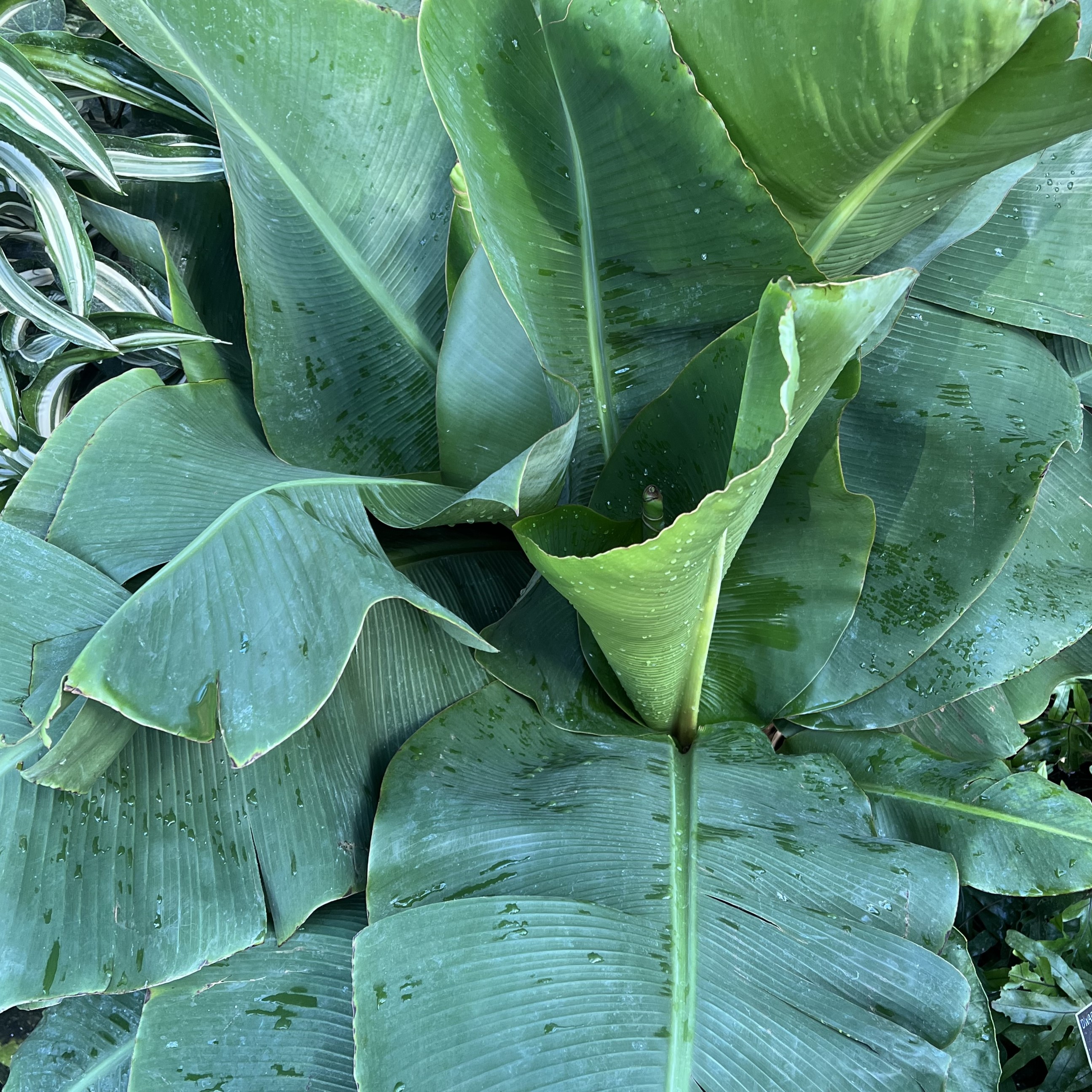 large, green leaves