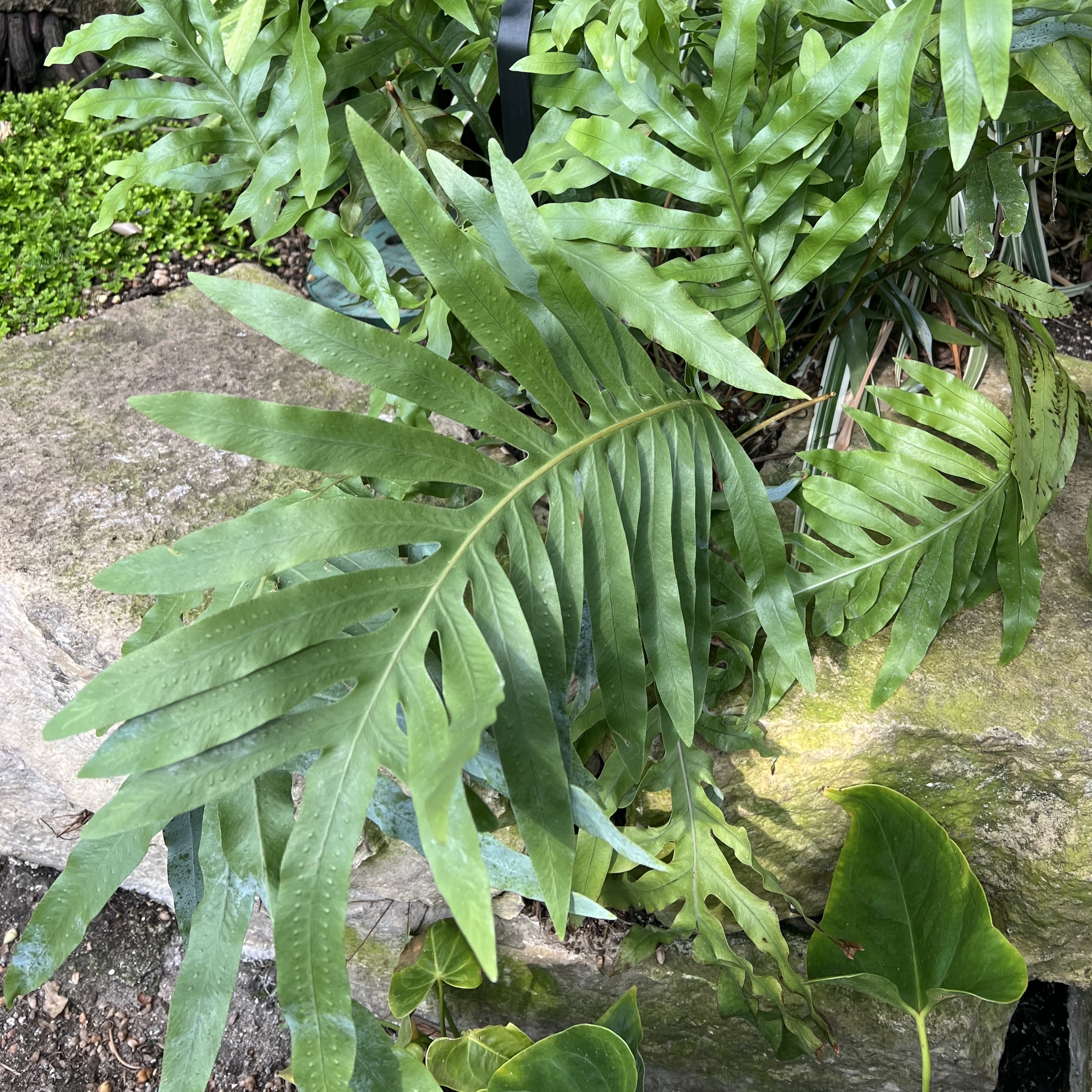 blue/green deeply lobed foliage