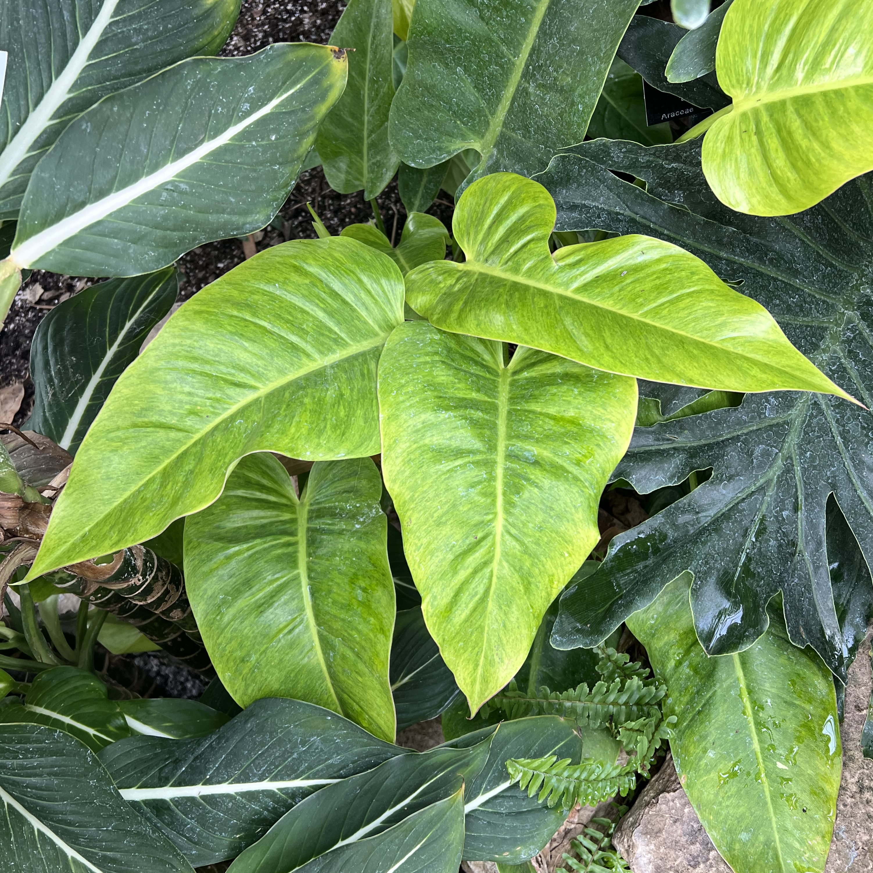 long, bright green leaves