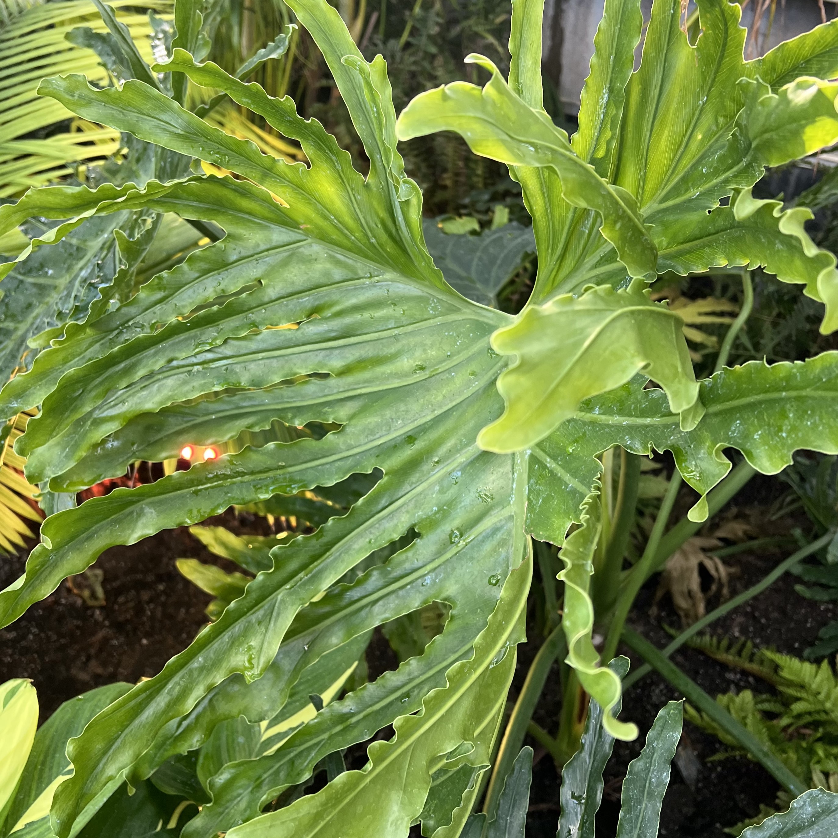 large lobed leaves