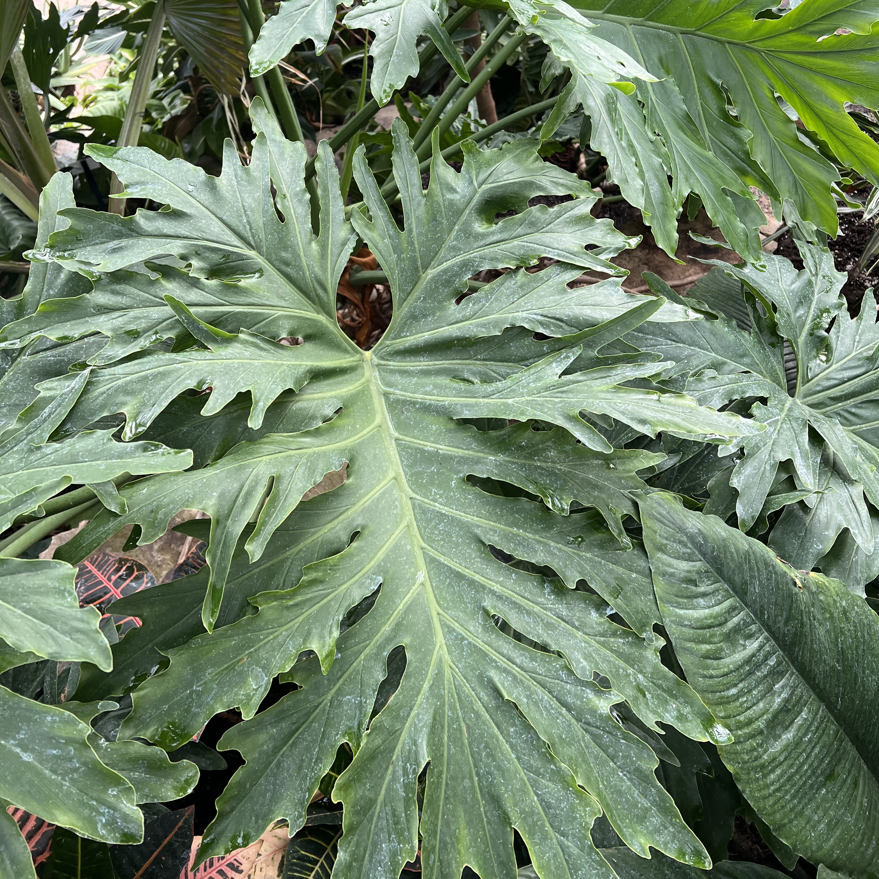 large lobed leaves