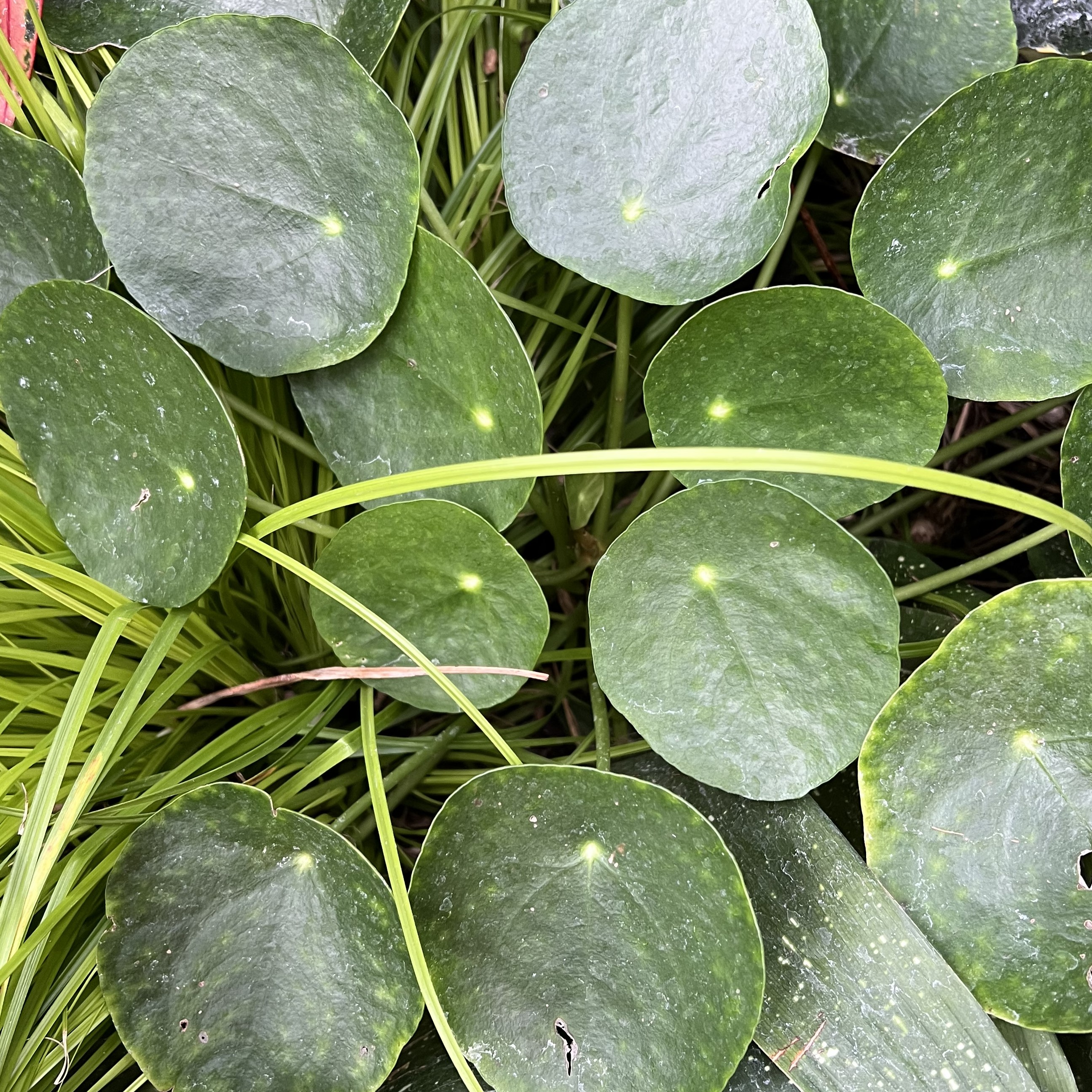 small round leaves