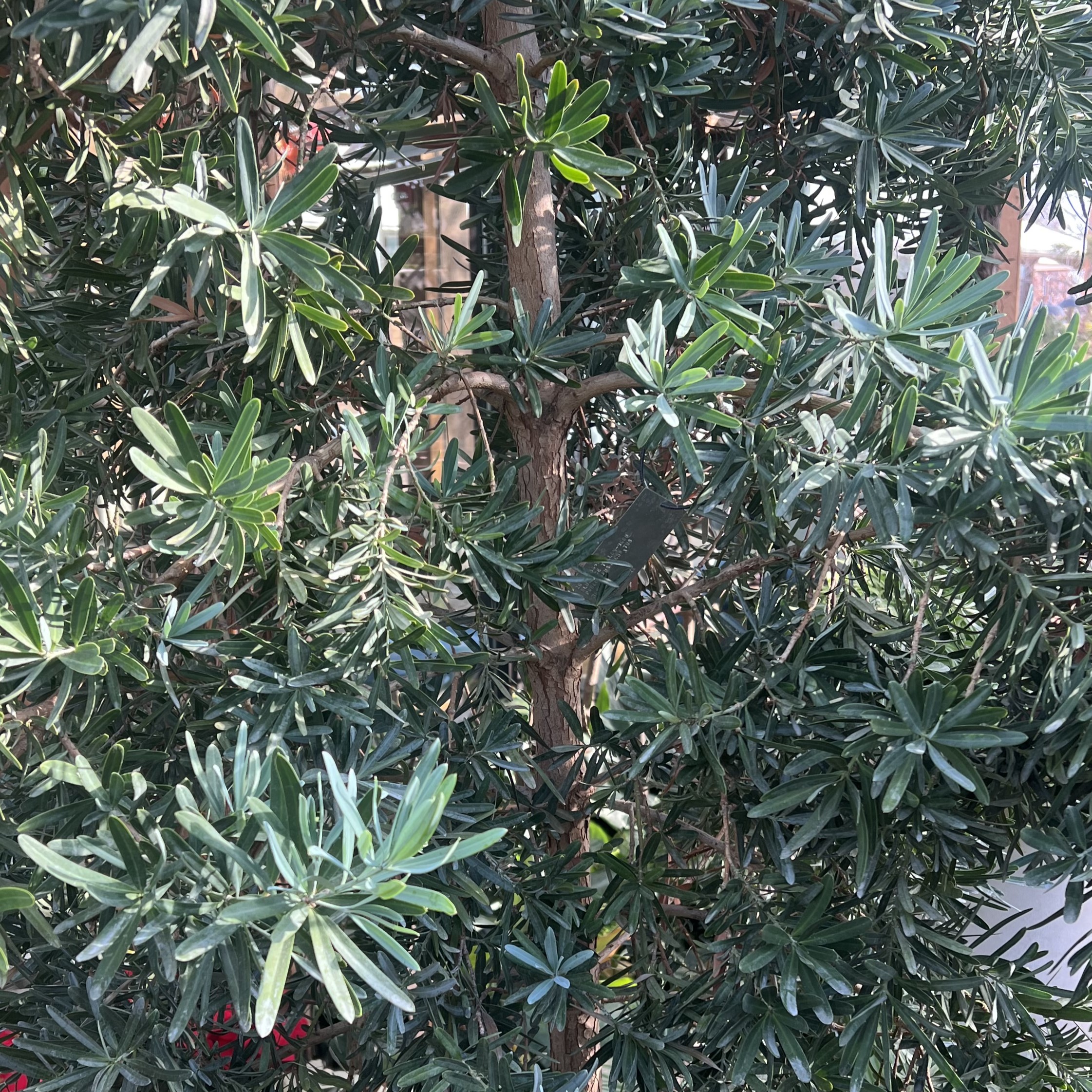 blue/green foliage on a thin, woody trunk
