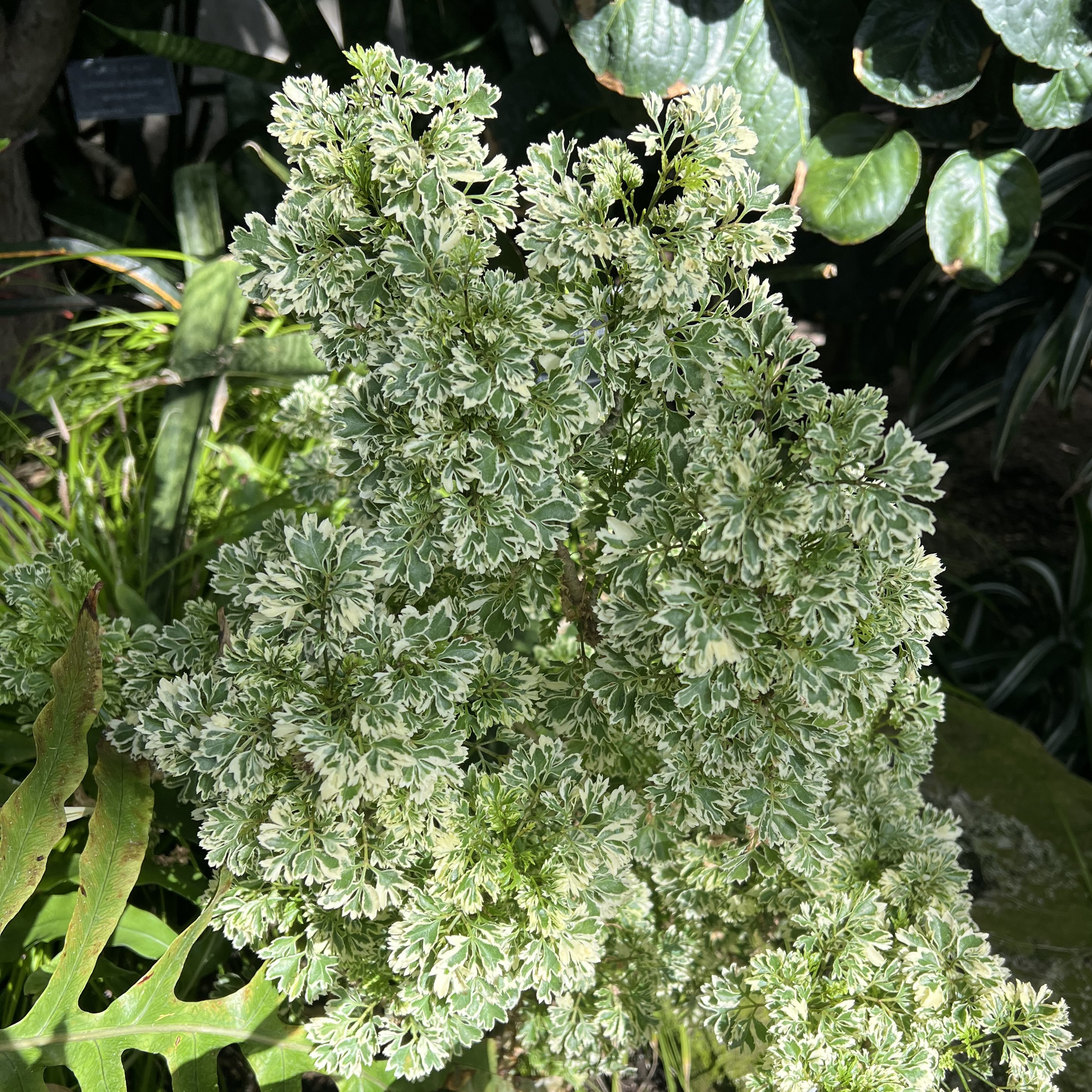 small, green and white serrated foliage 
