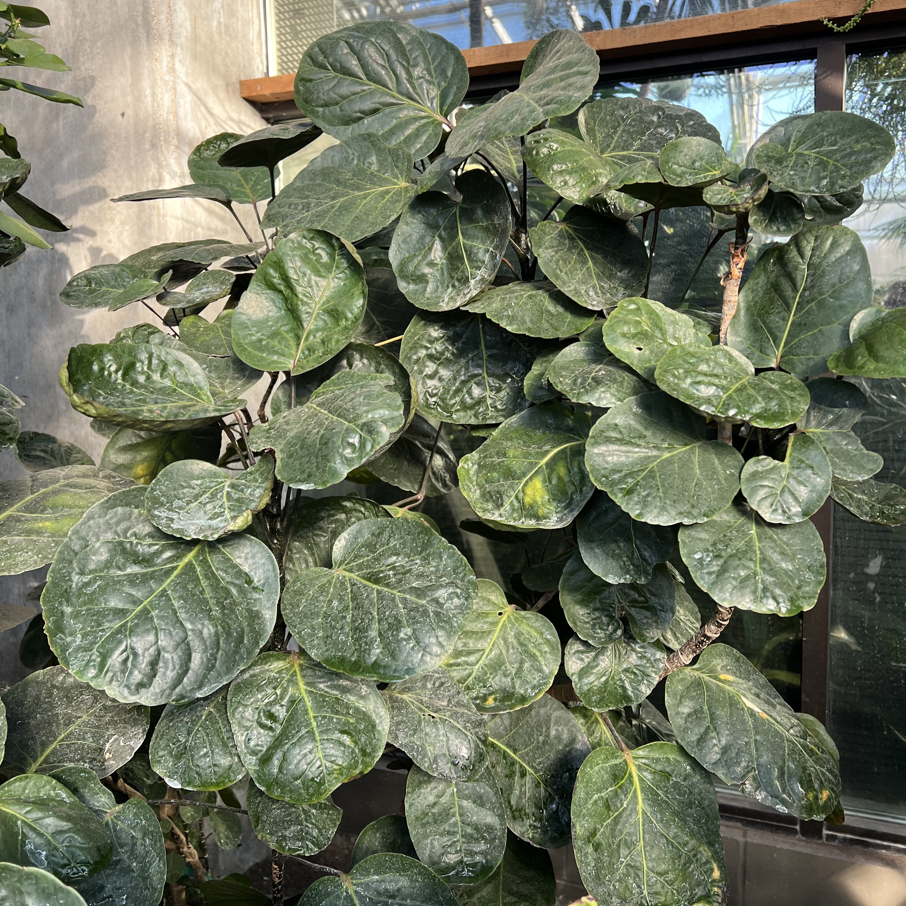 dark green, round leaves