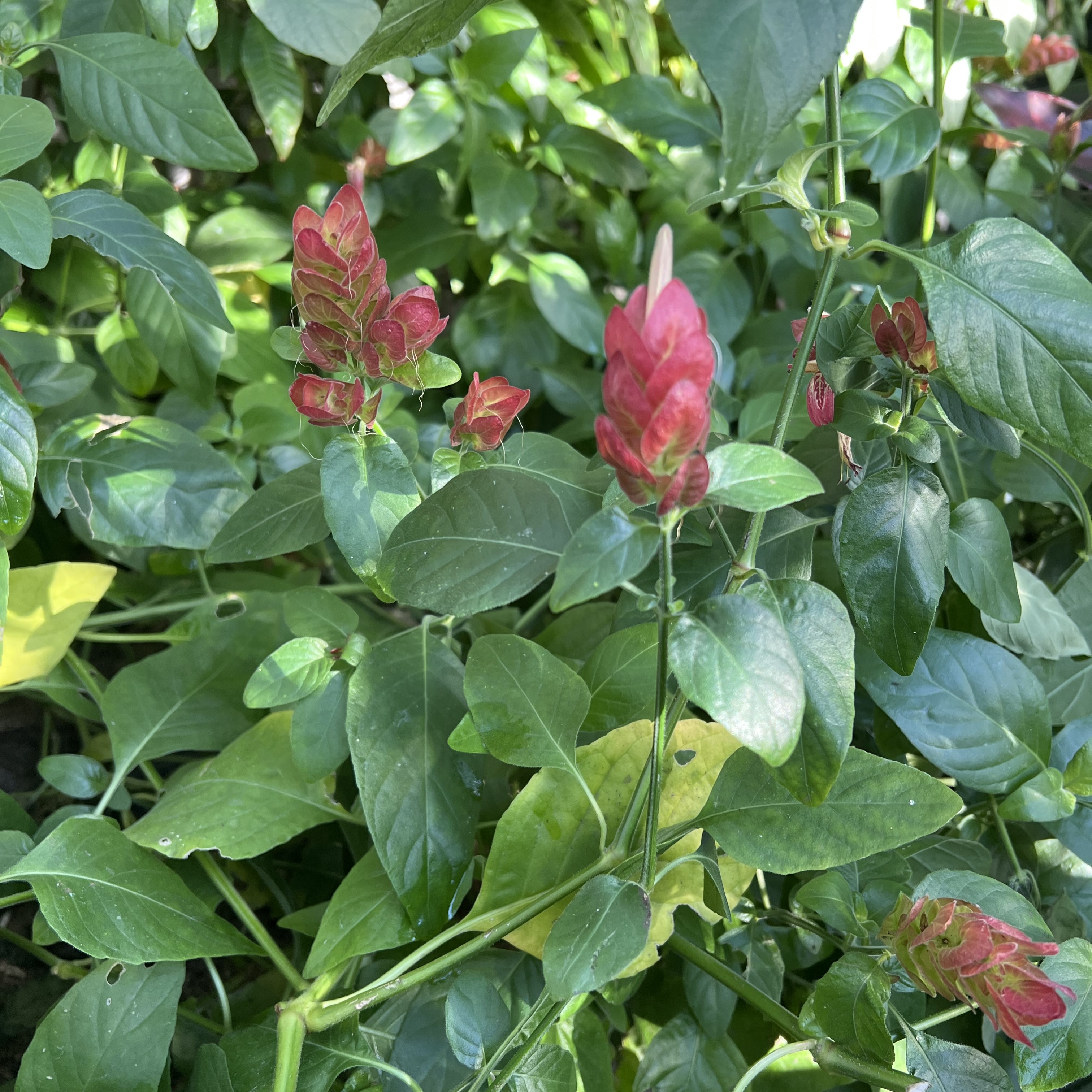 green foliage with small red blooms