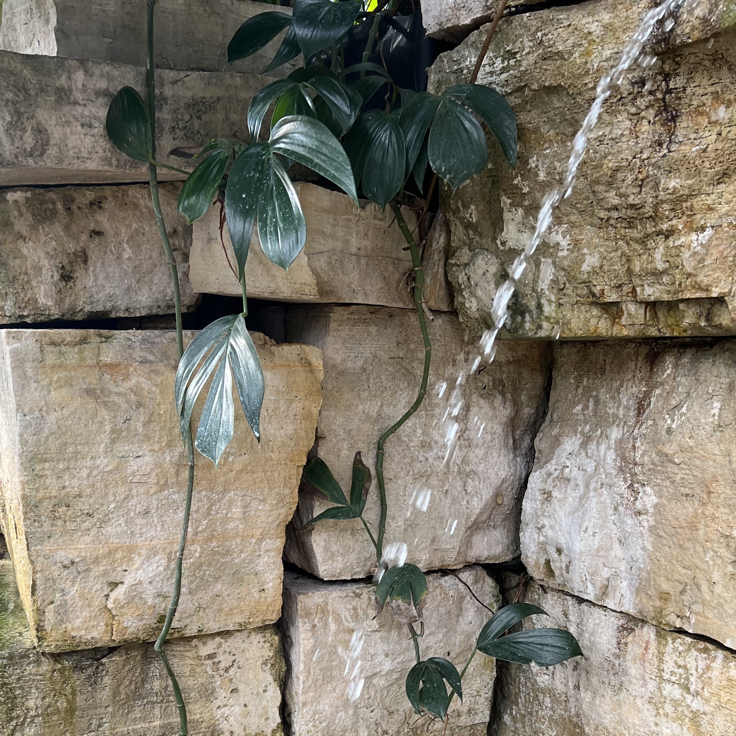 long vines with dark green leaves