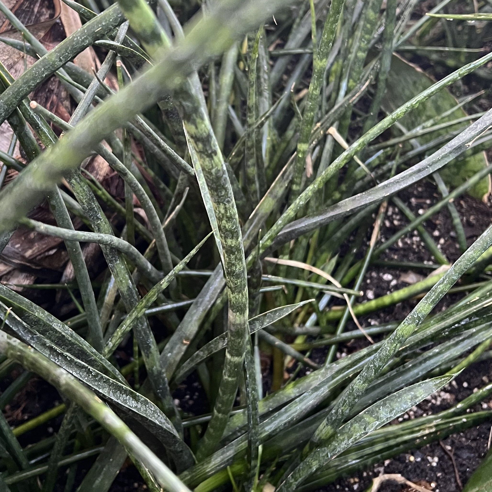 narrow stalks of green variegated foliage