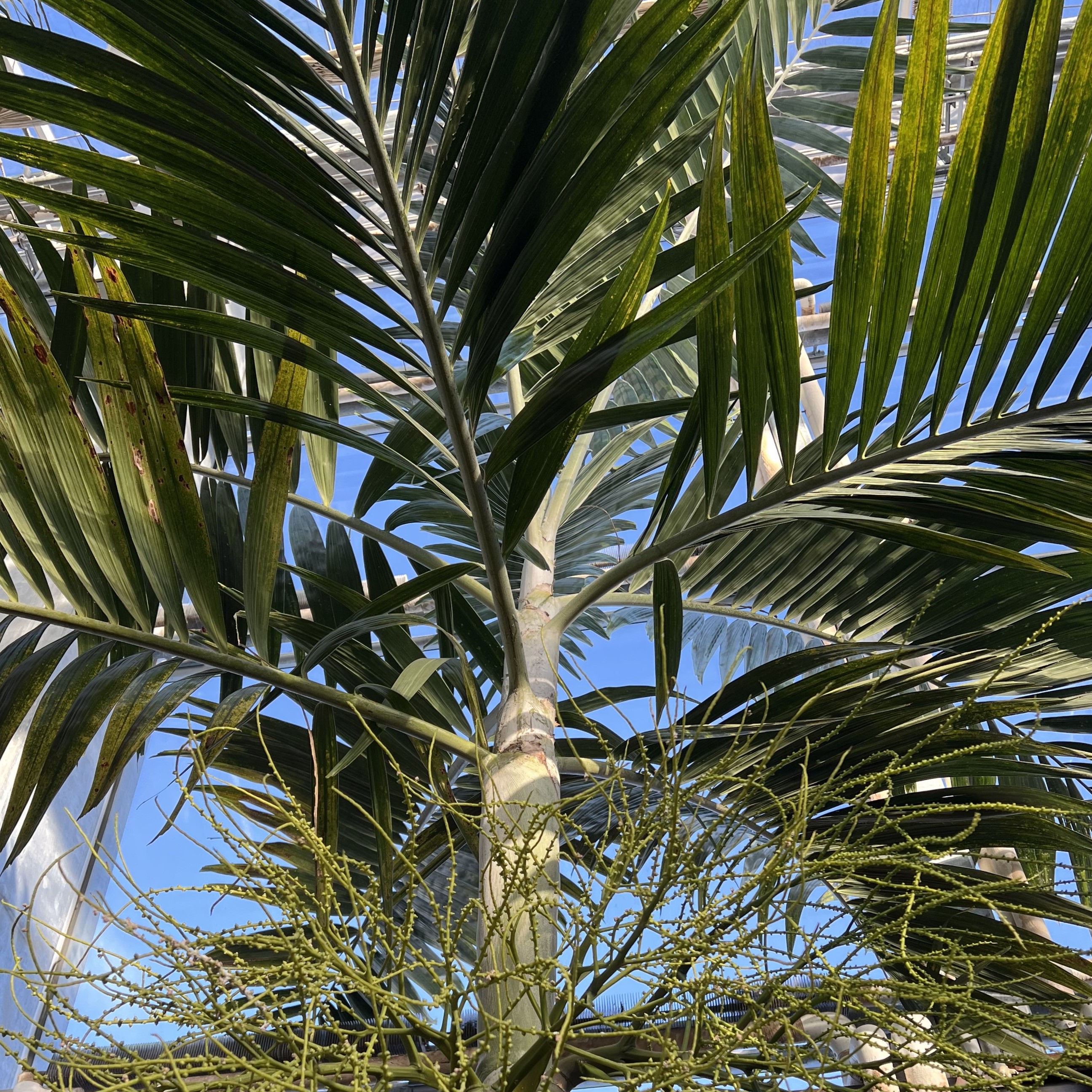 a tall palm with large fronds
