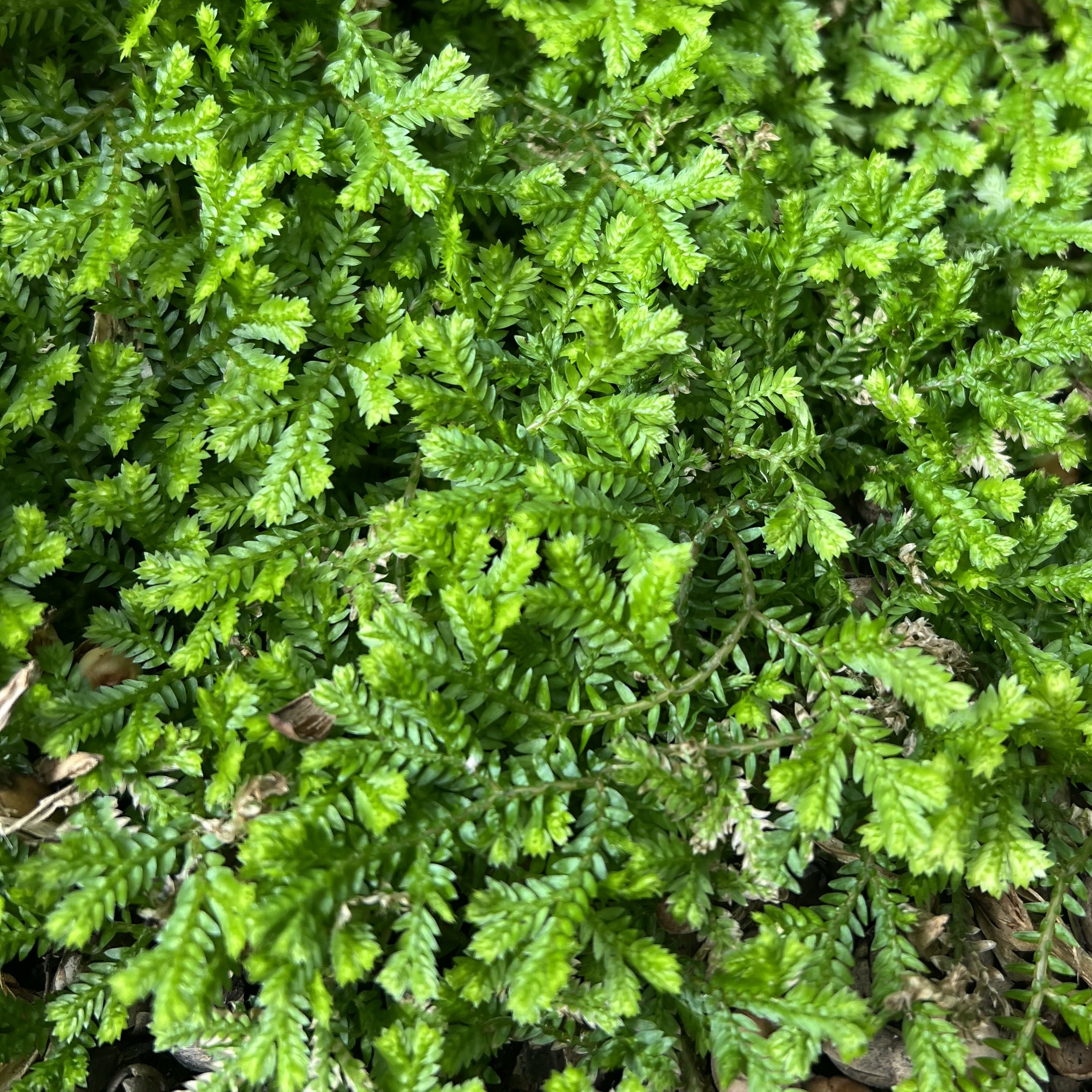 small, spreading green moss