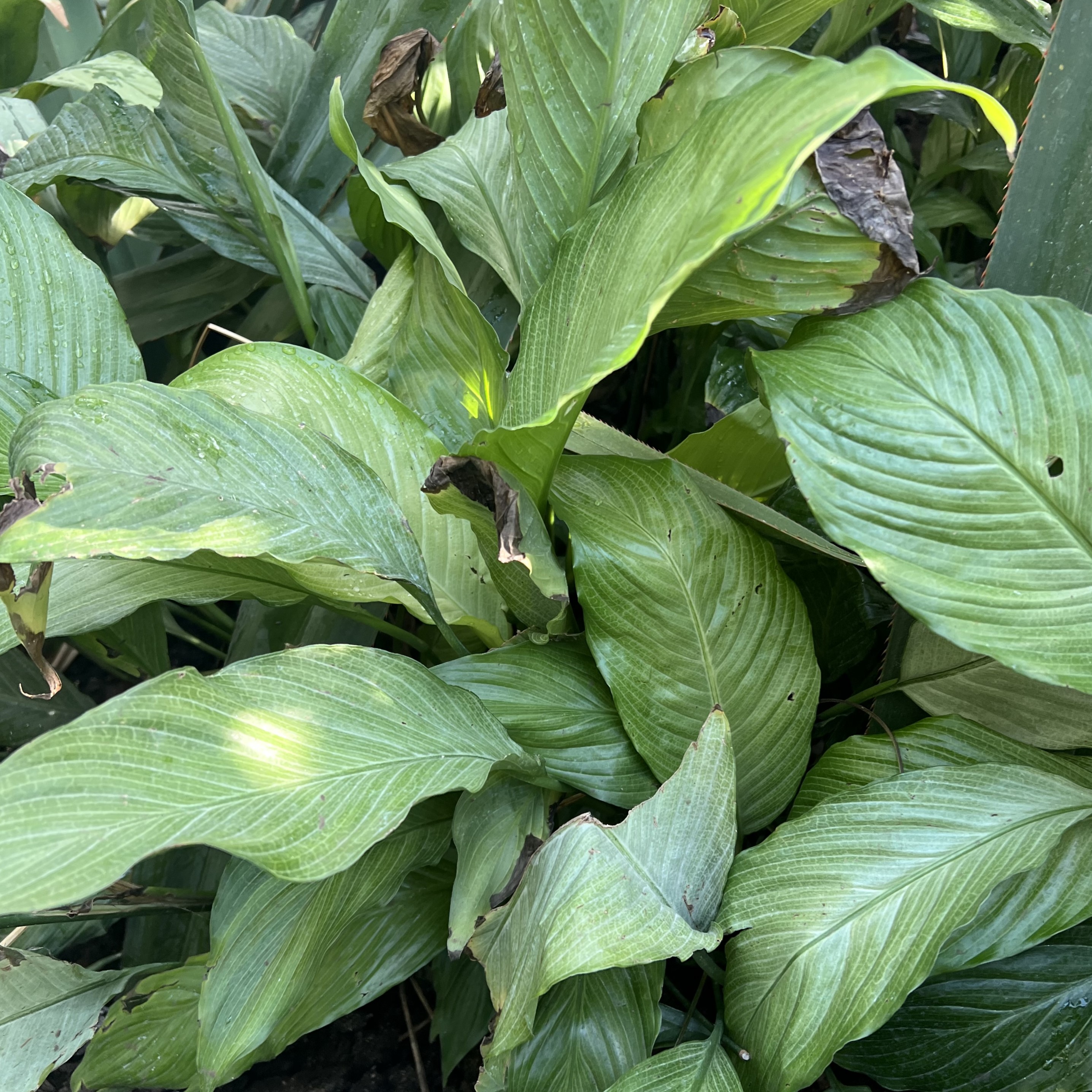 large, green foliage