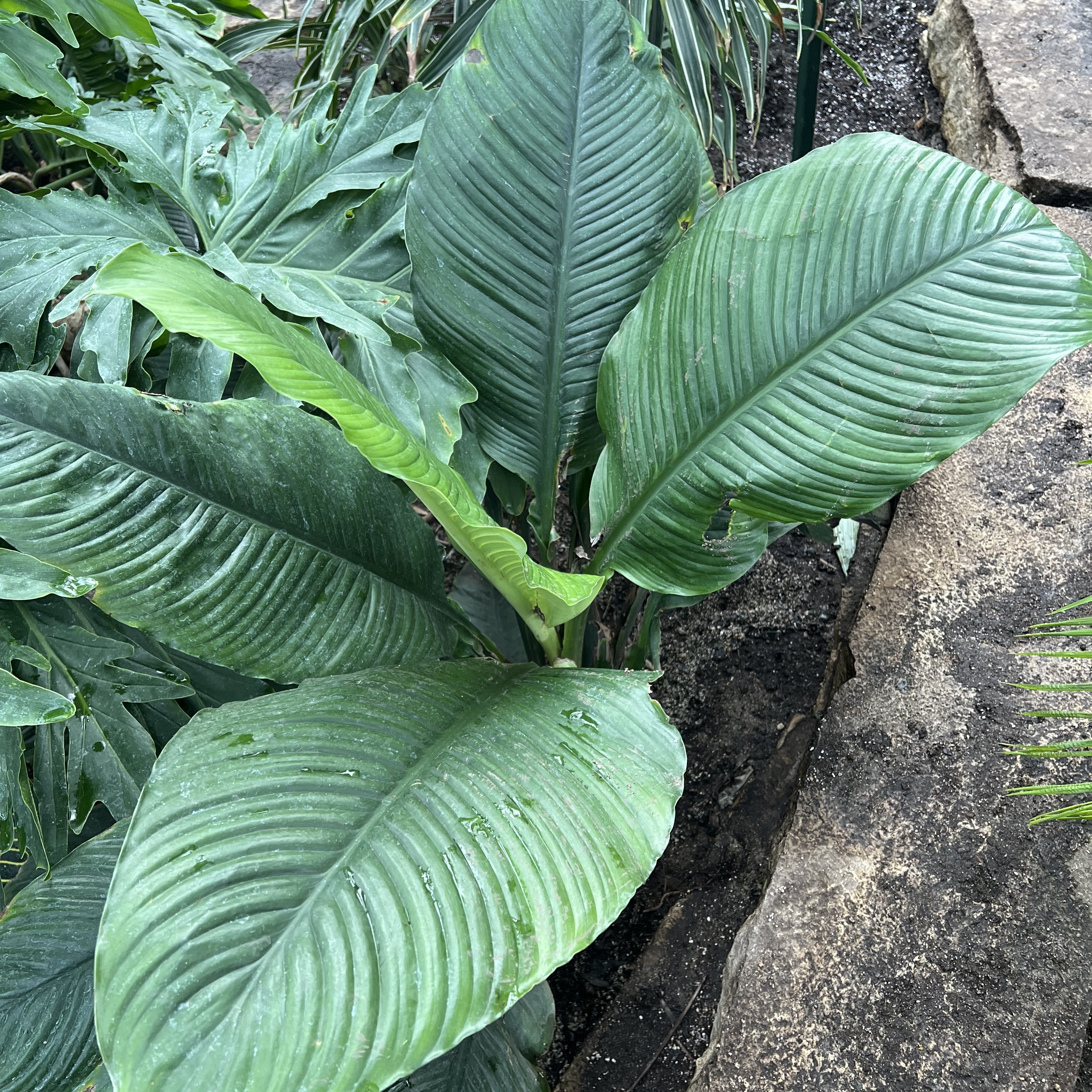 large green leaves