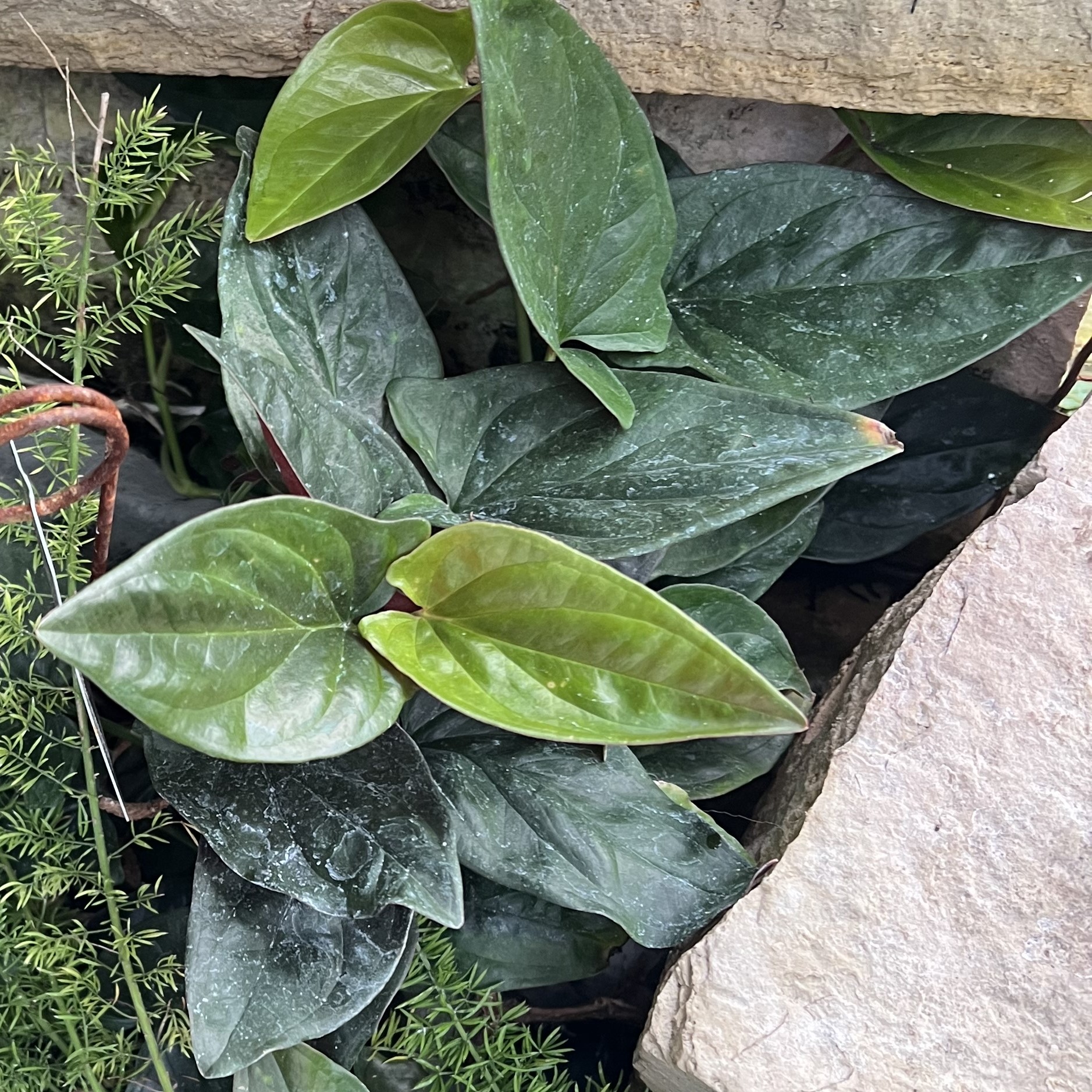 green foliage with red on bottom of leaves