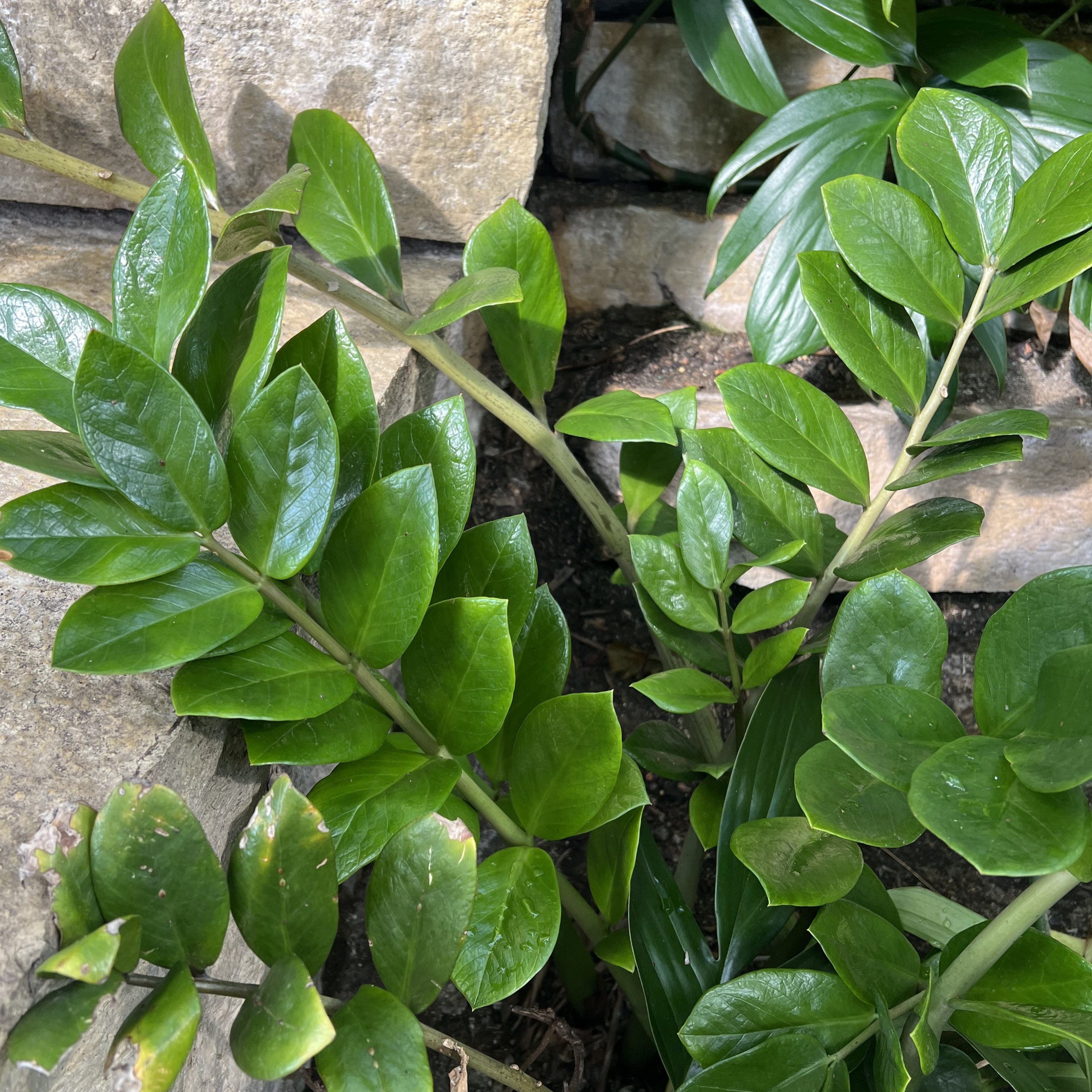 small, oval leaves on long stems
