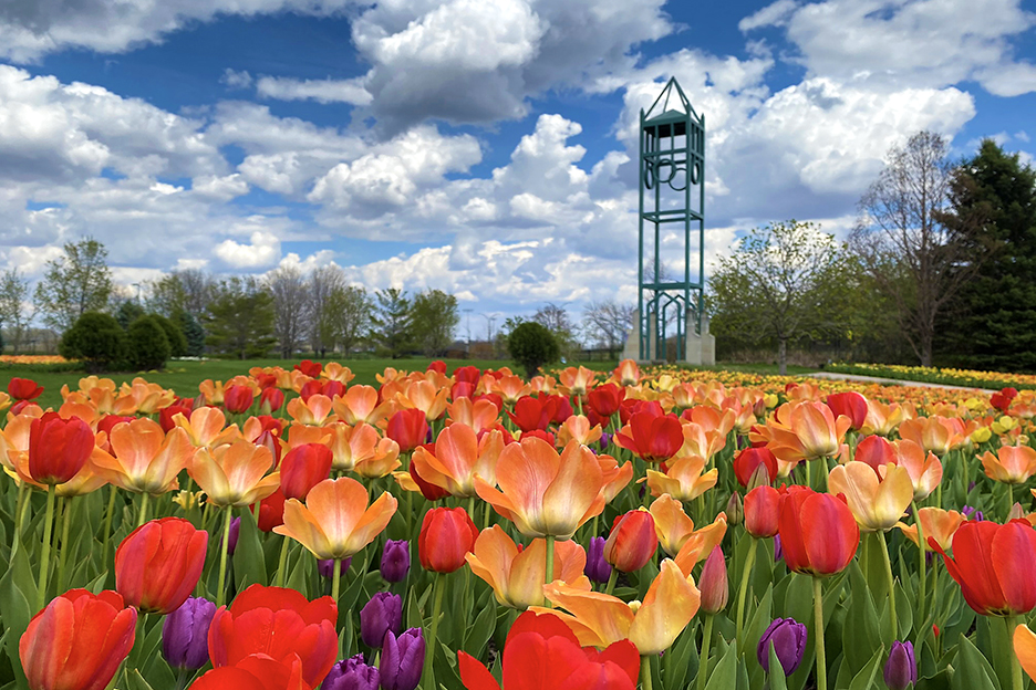 Brightly colored tulips cover the ground in front of a campanile tower