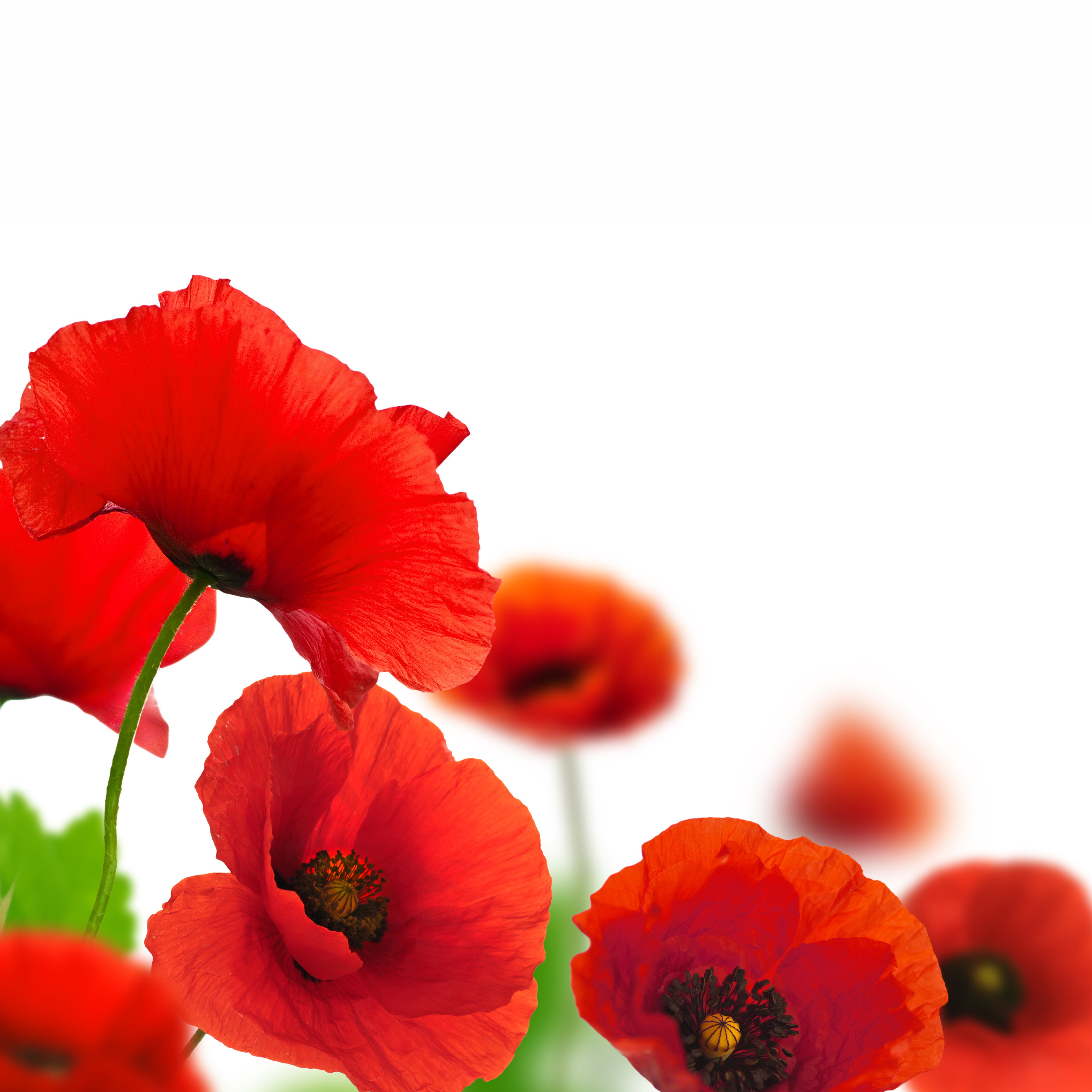 red poppies