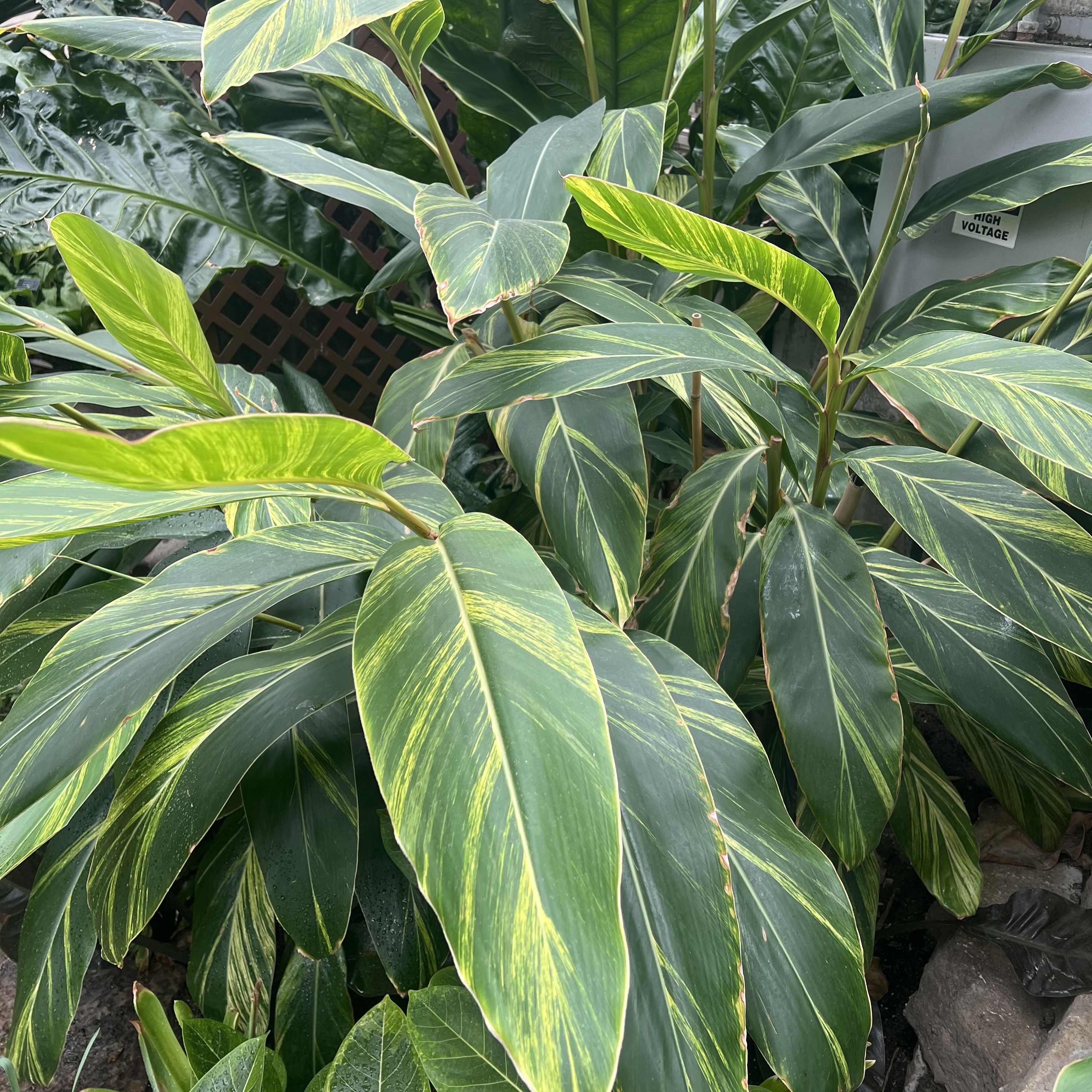 large green and yellow leaves