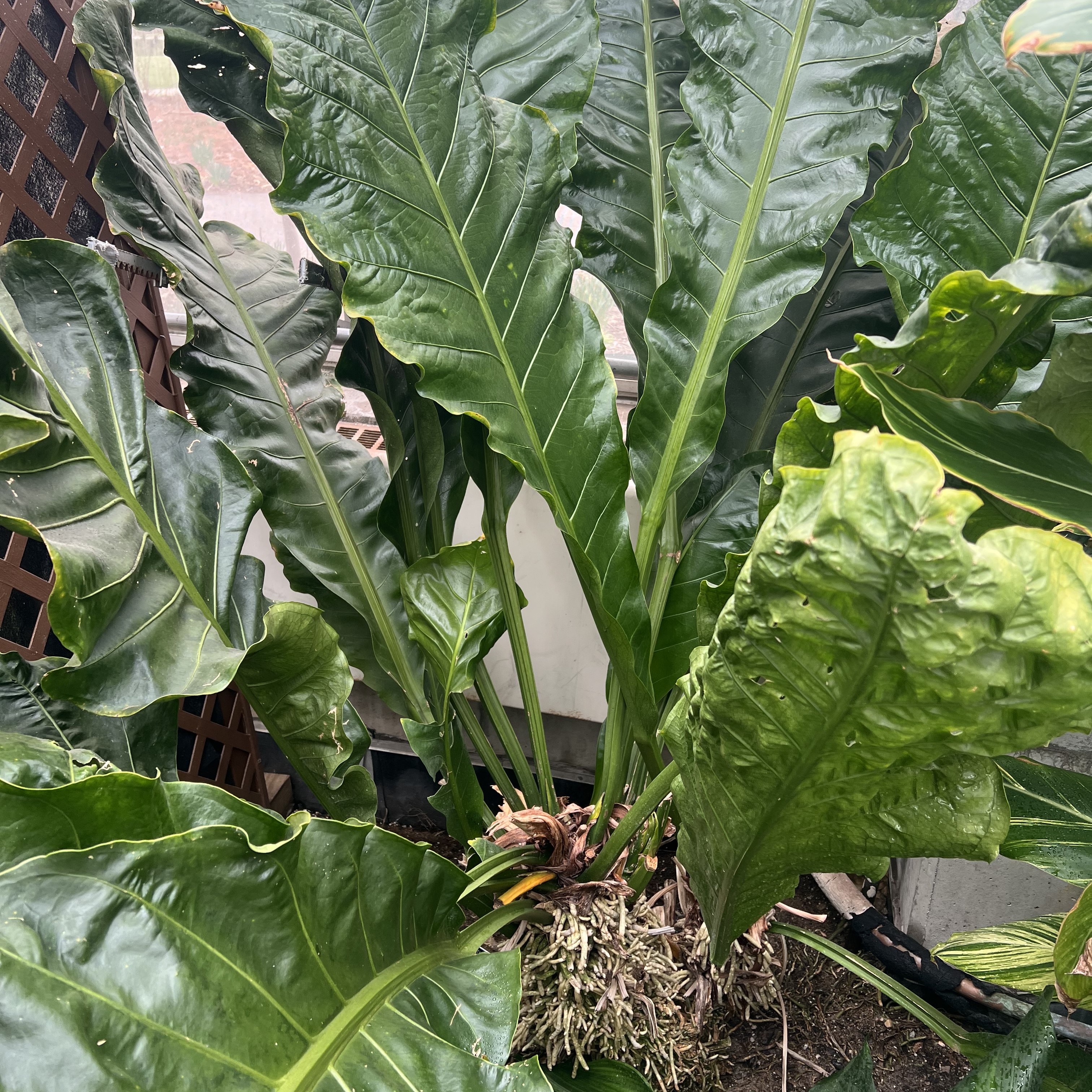 a rooty base with large leaves growing upwards out of it