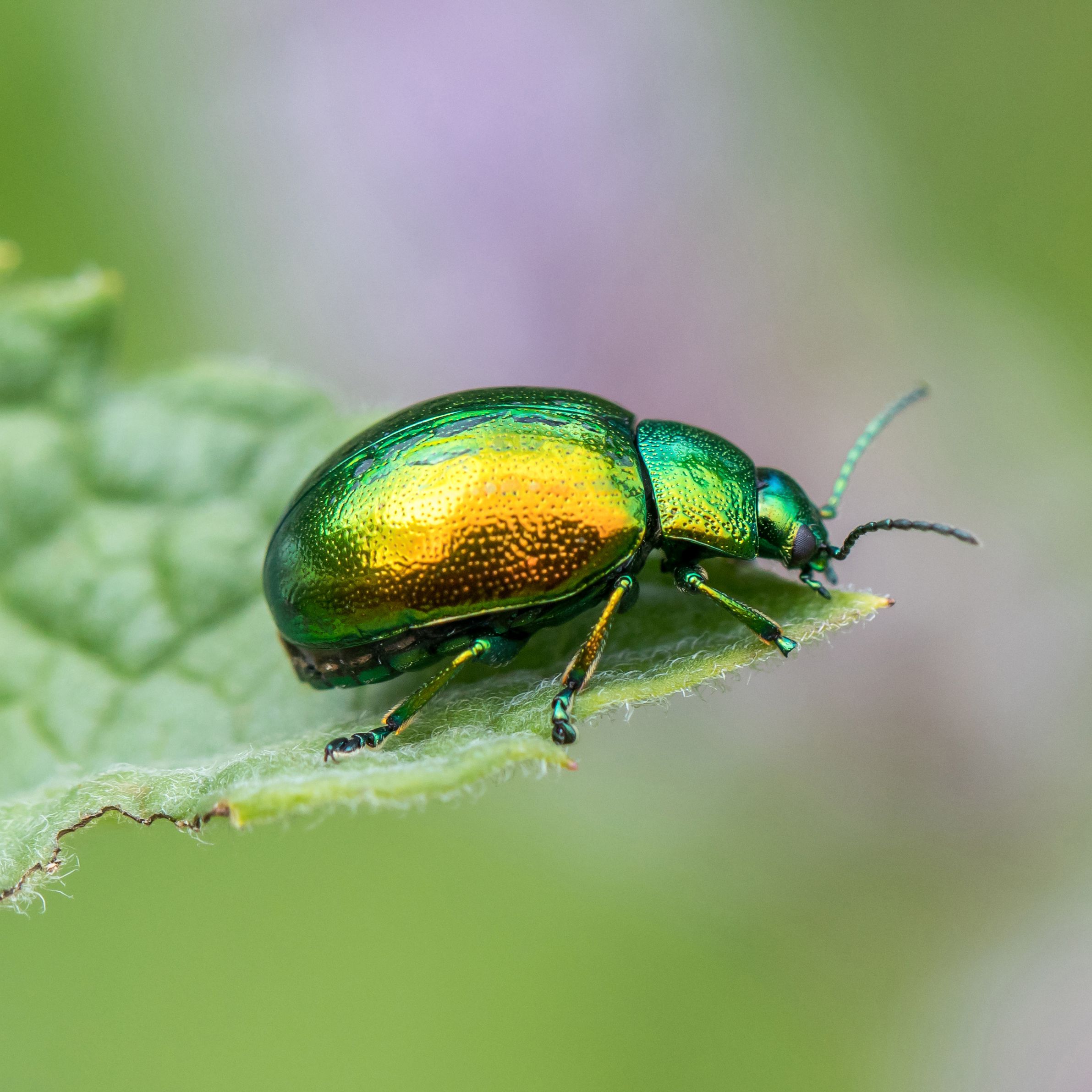Green bettel on leaf