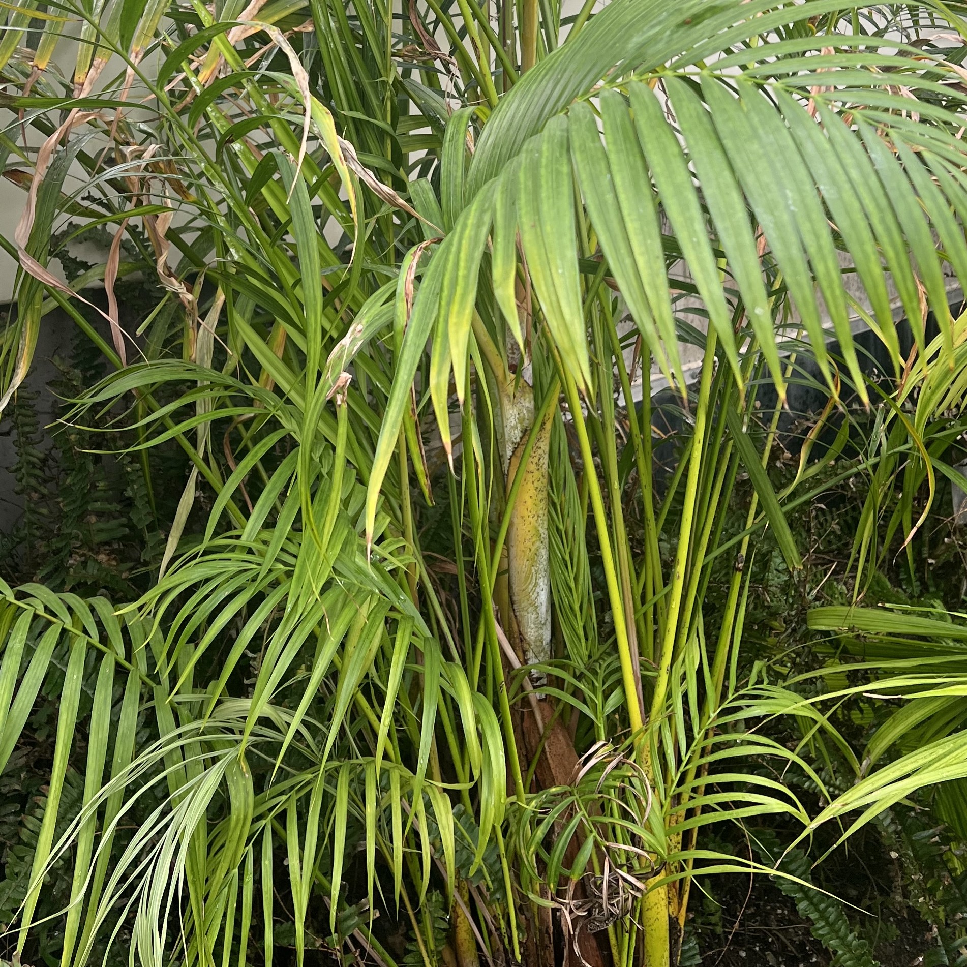 a short palm woth fronds sprawling it from the base