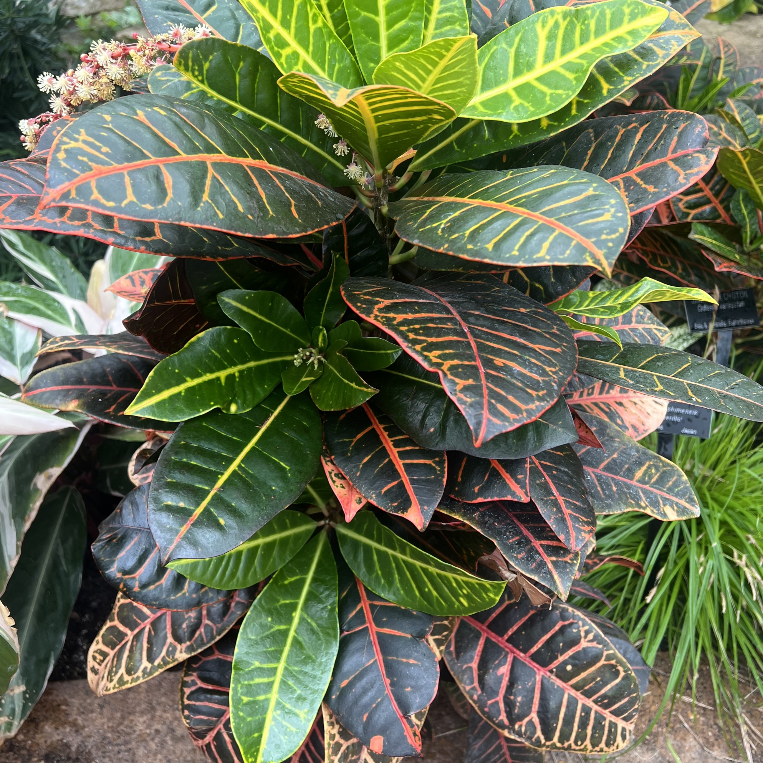 a stalk of red, green, and yellow leaves