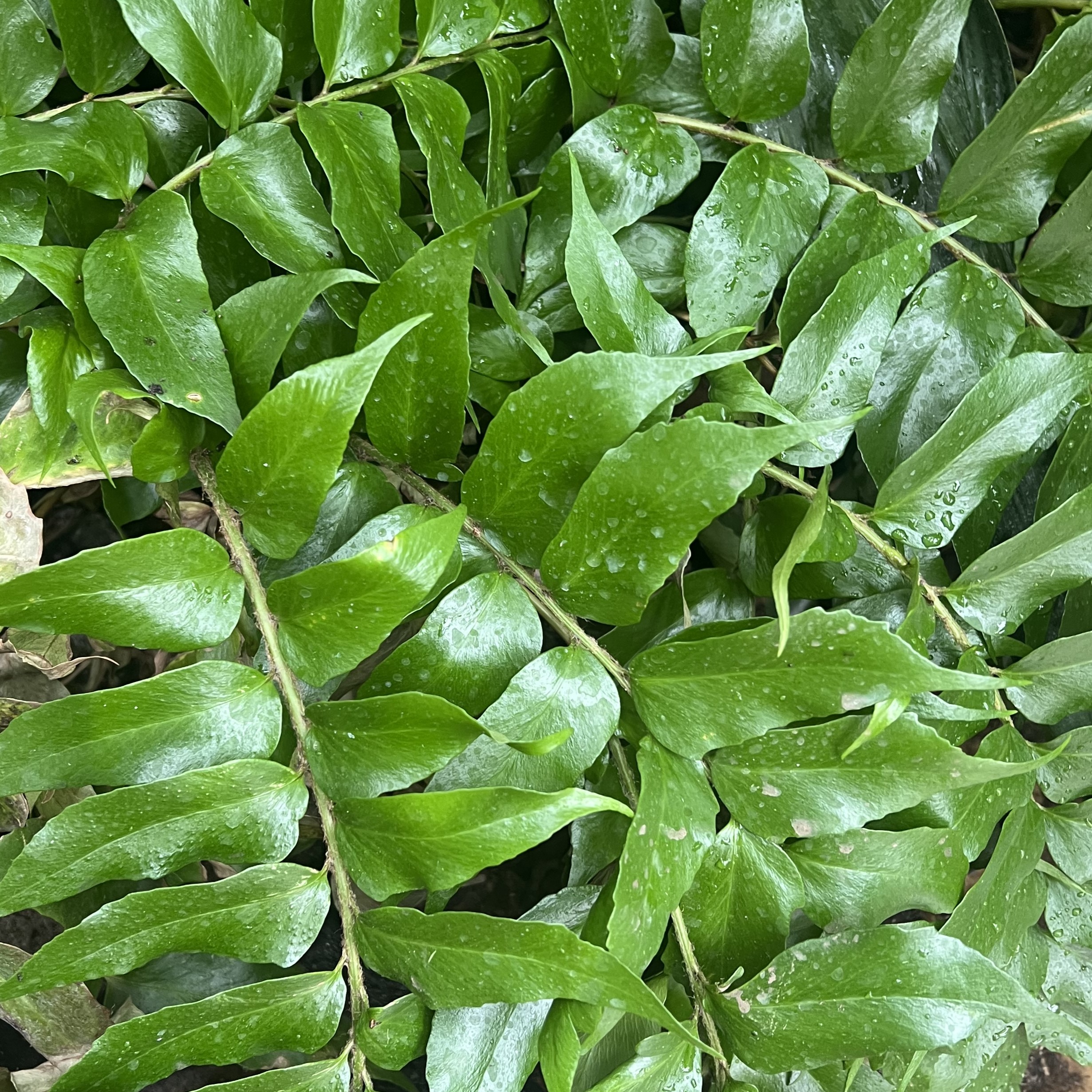 long stems with opposite, thin leaves