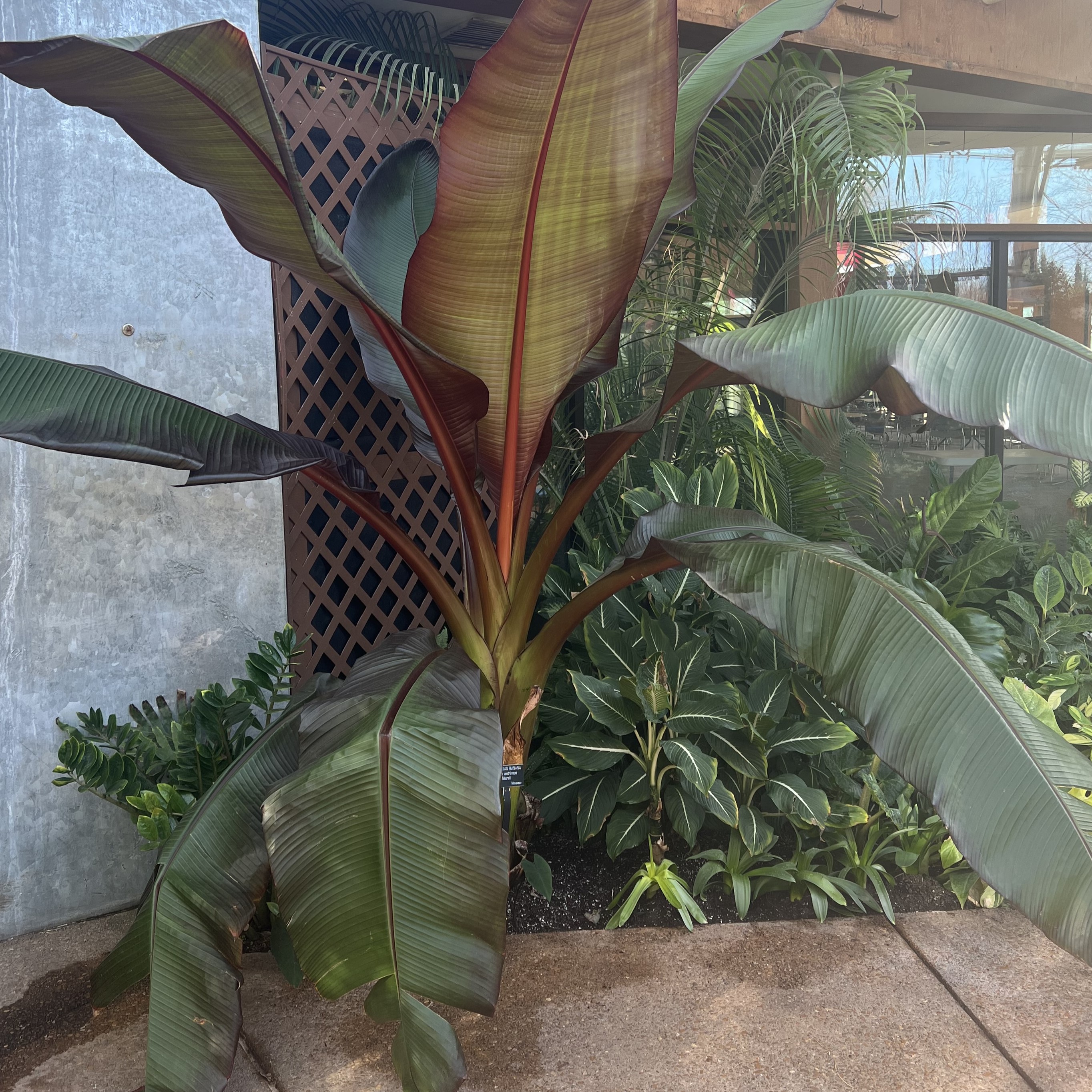 very large green foliage with a prominent red tint