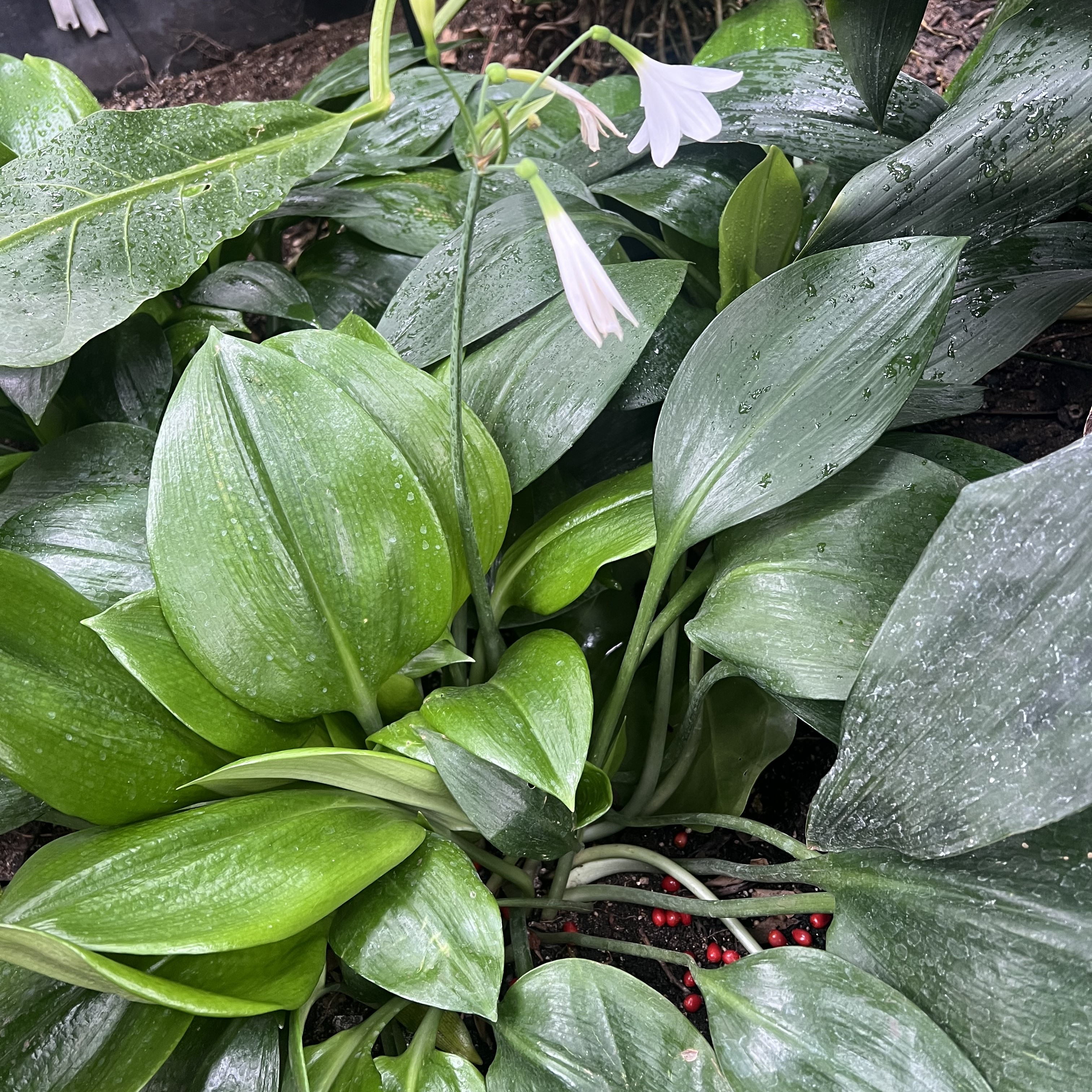 a bush of green leaves with small, white blooms sprouting from upright stems
