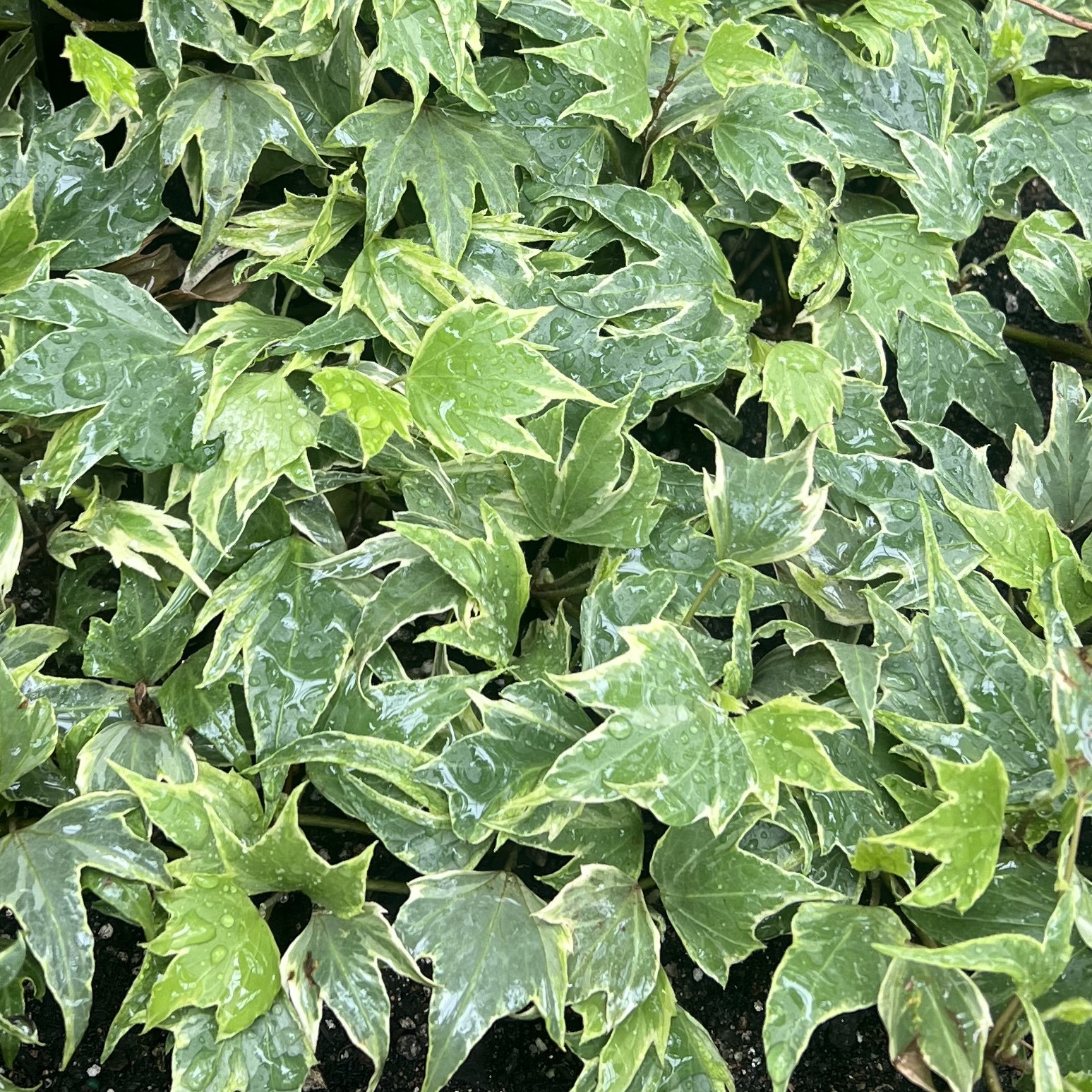 small green clumps of leaves with white variegation