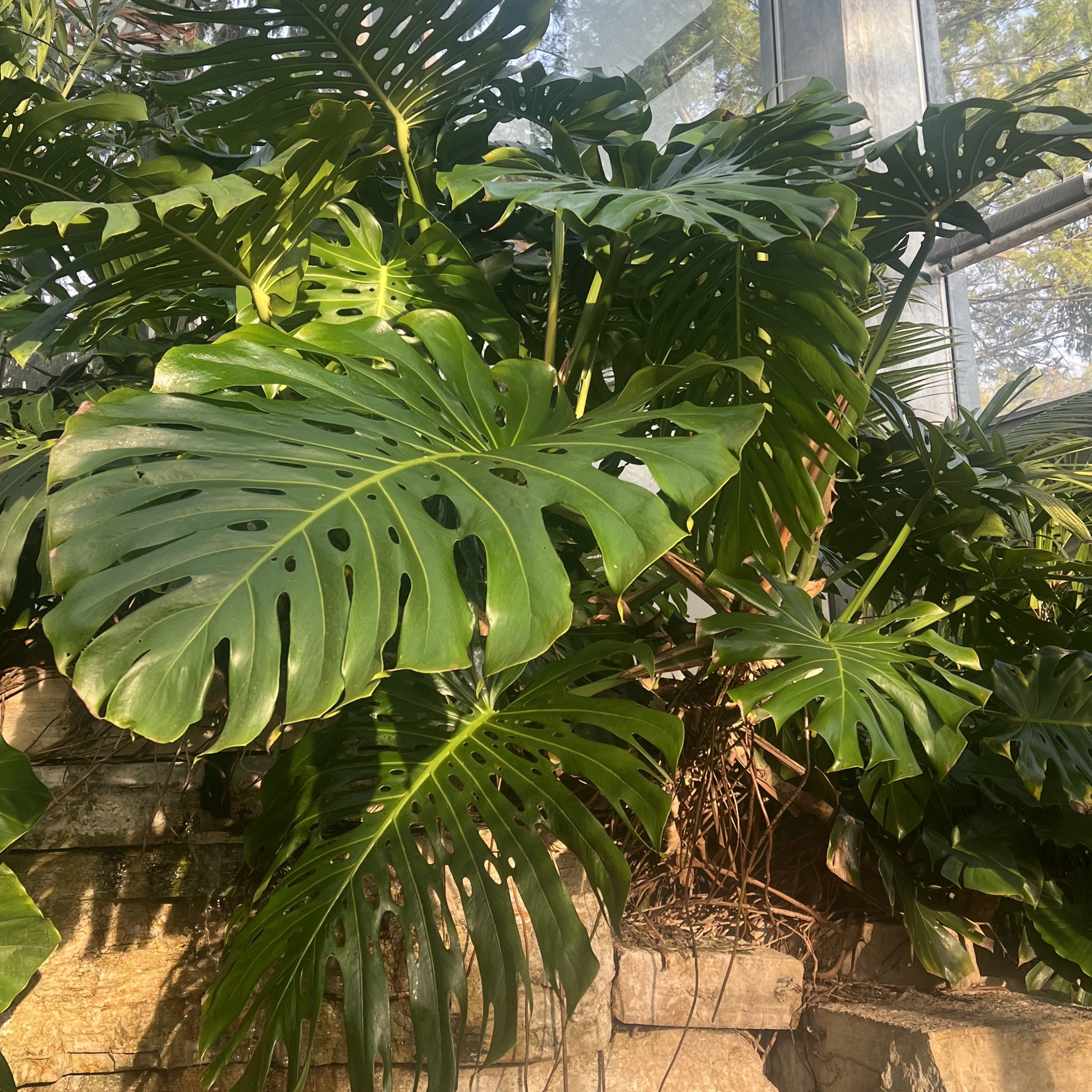 giant lobed leaves with some inner holes