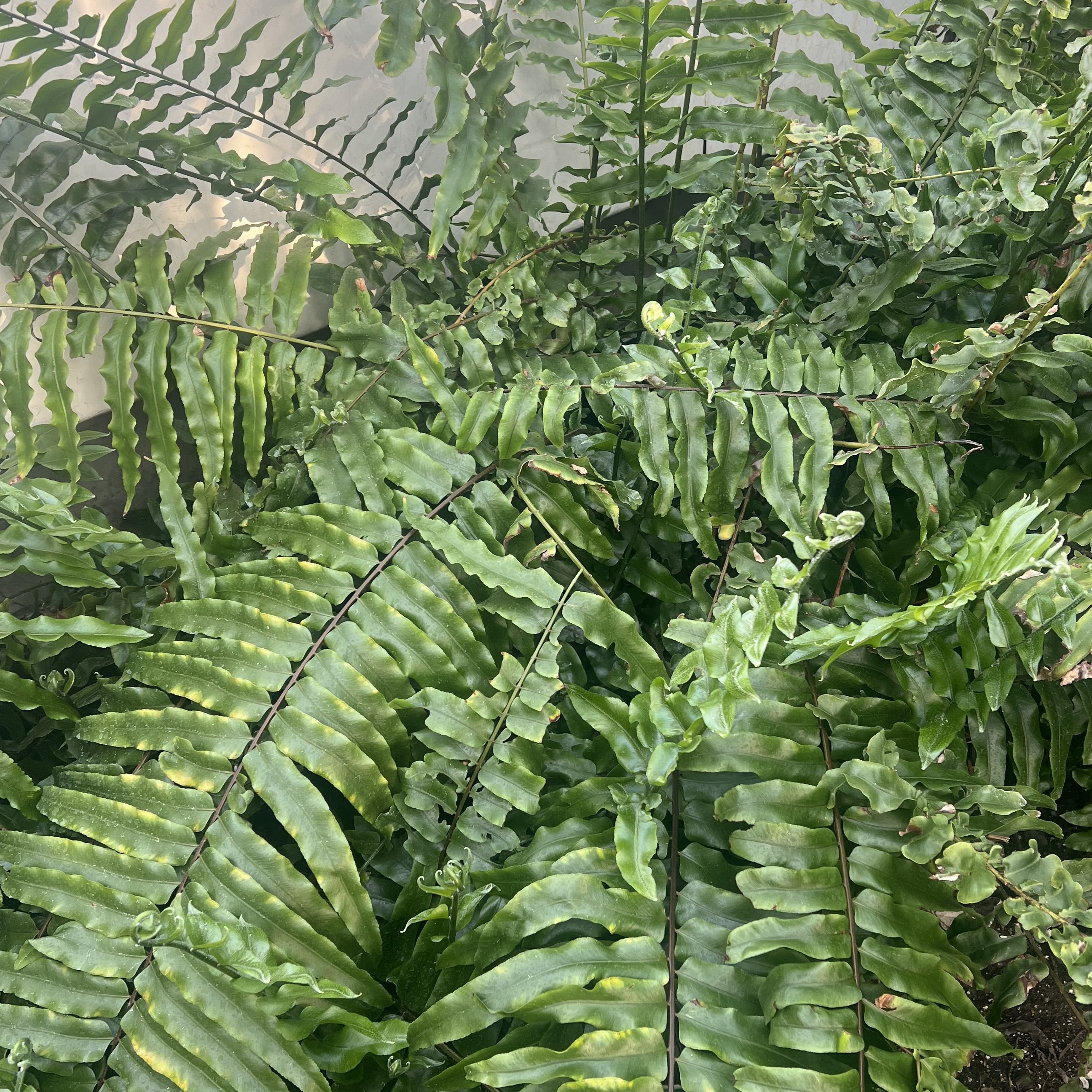 thin, opposite leaves