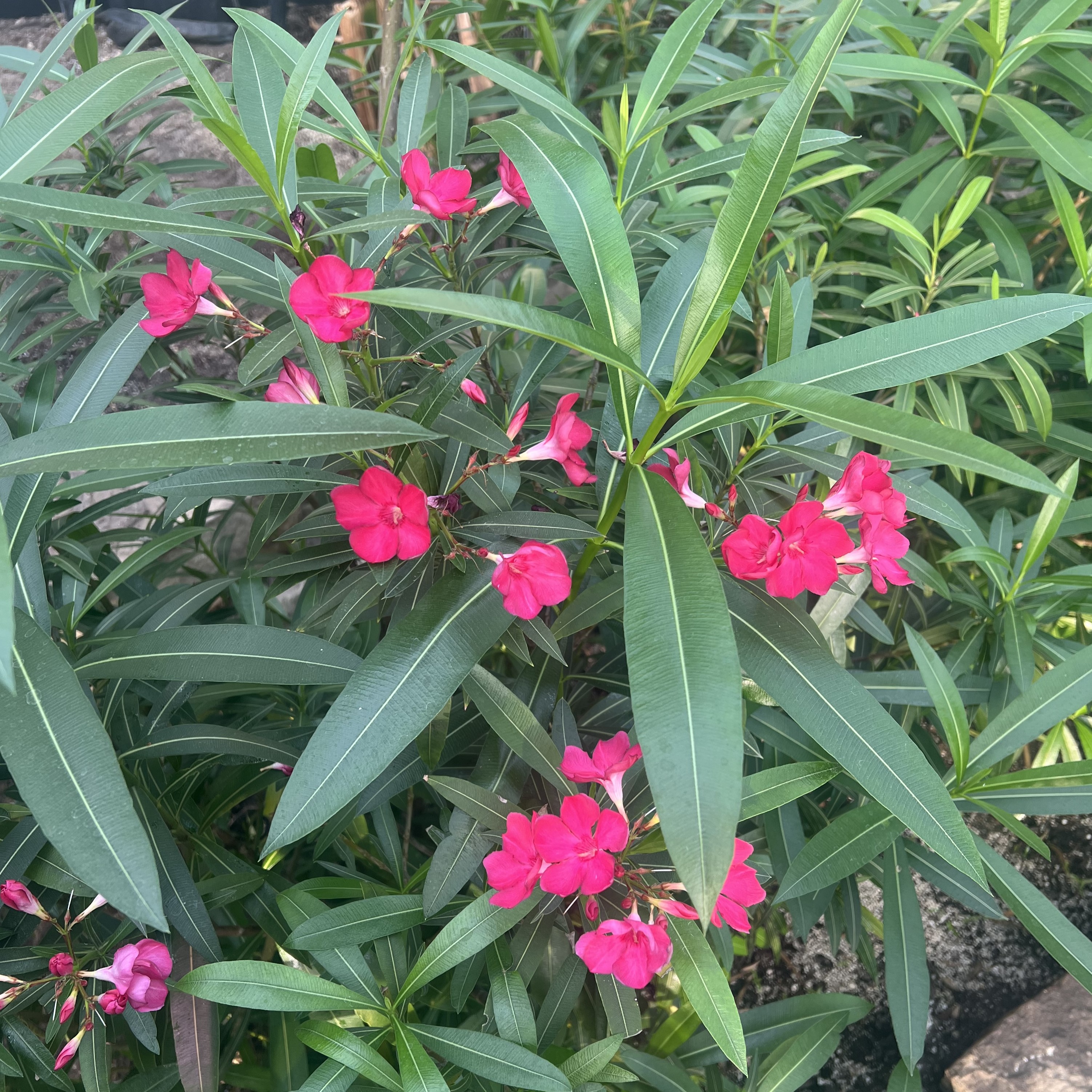thin green leaves with pink blooms