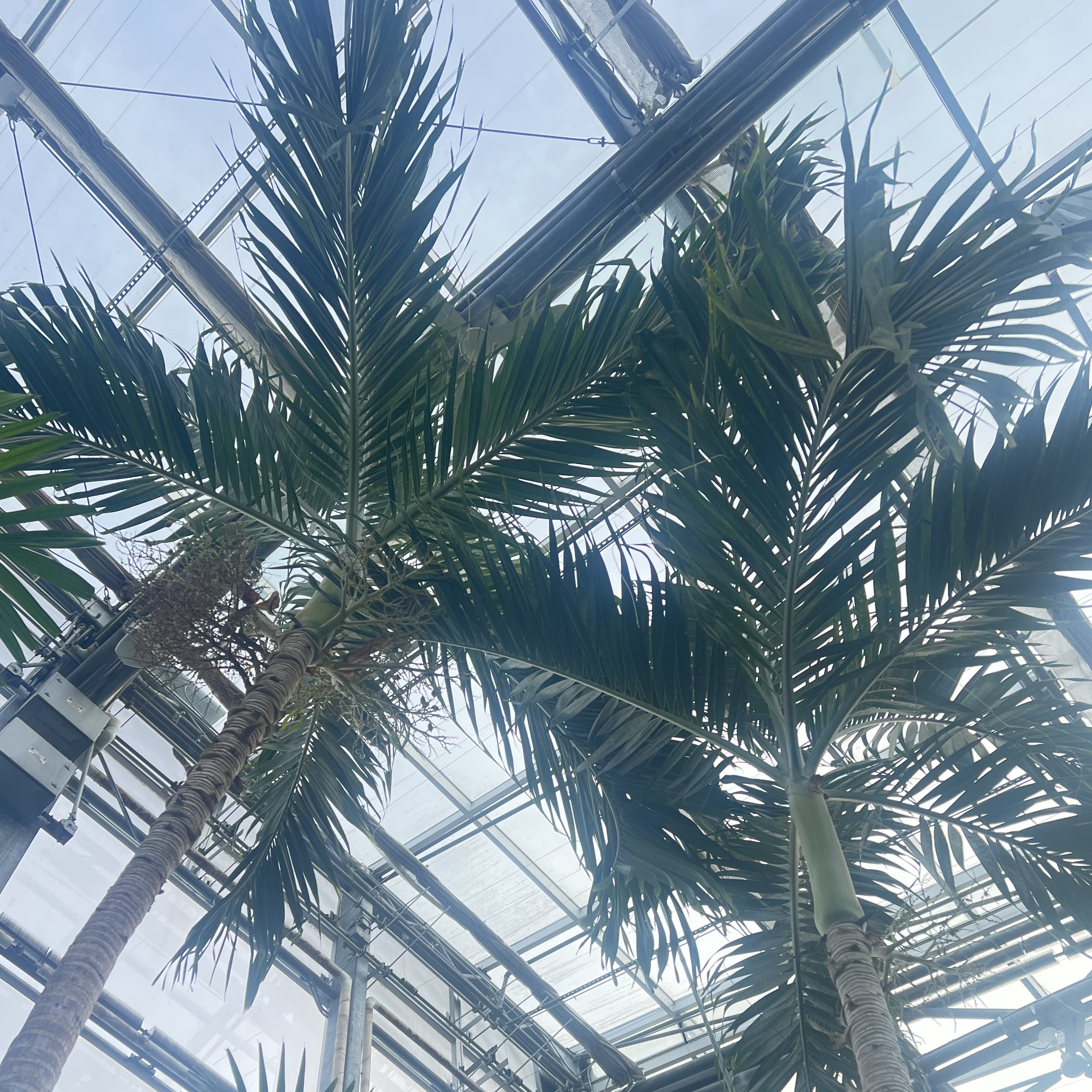a very tall palm with a skinny trunk and large fronds