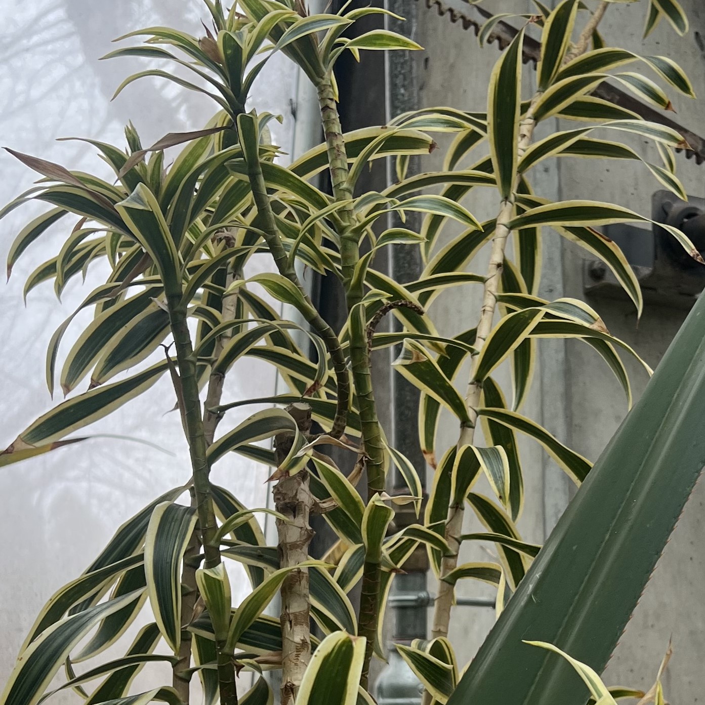 woody stalks with small yellow and green leaves