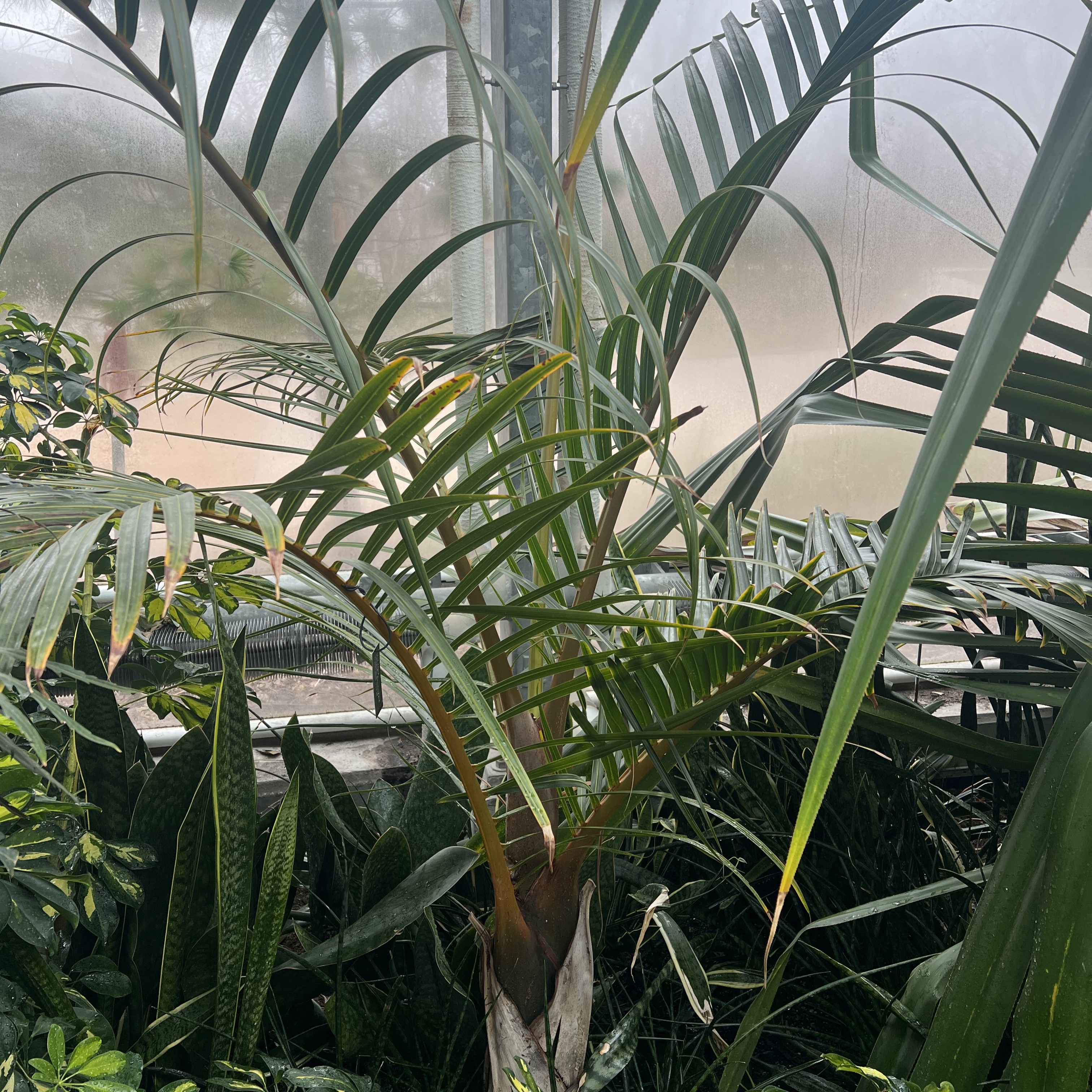 a short palm with long, thin fronds coming up from the base