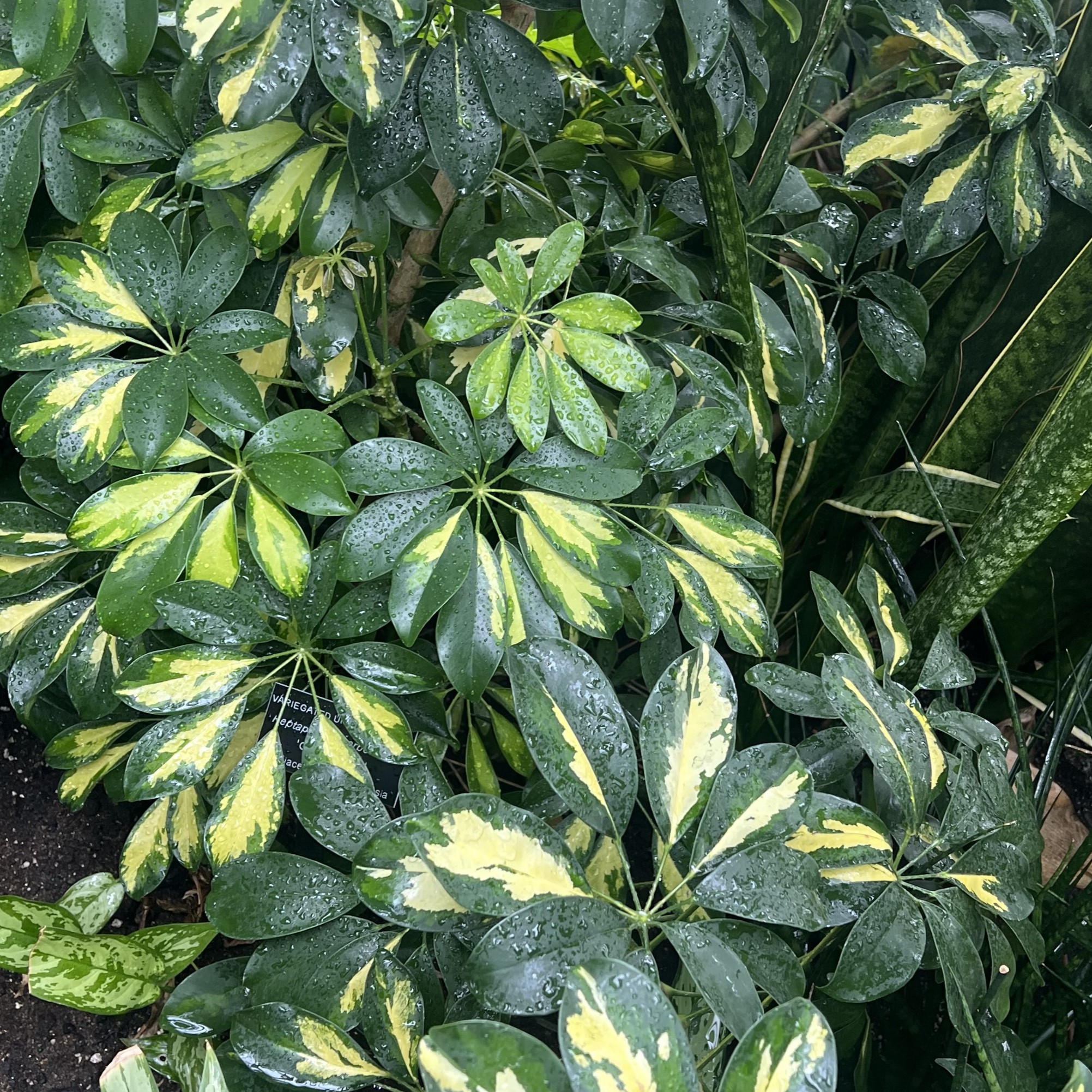 small, green, palmate leaves with yellow variegation